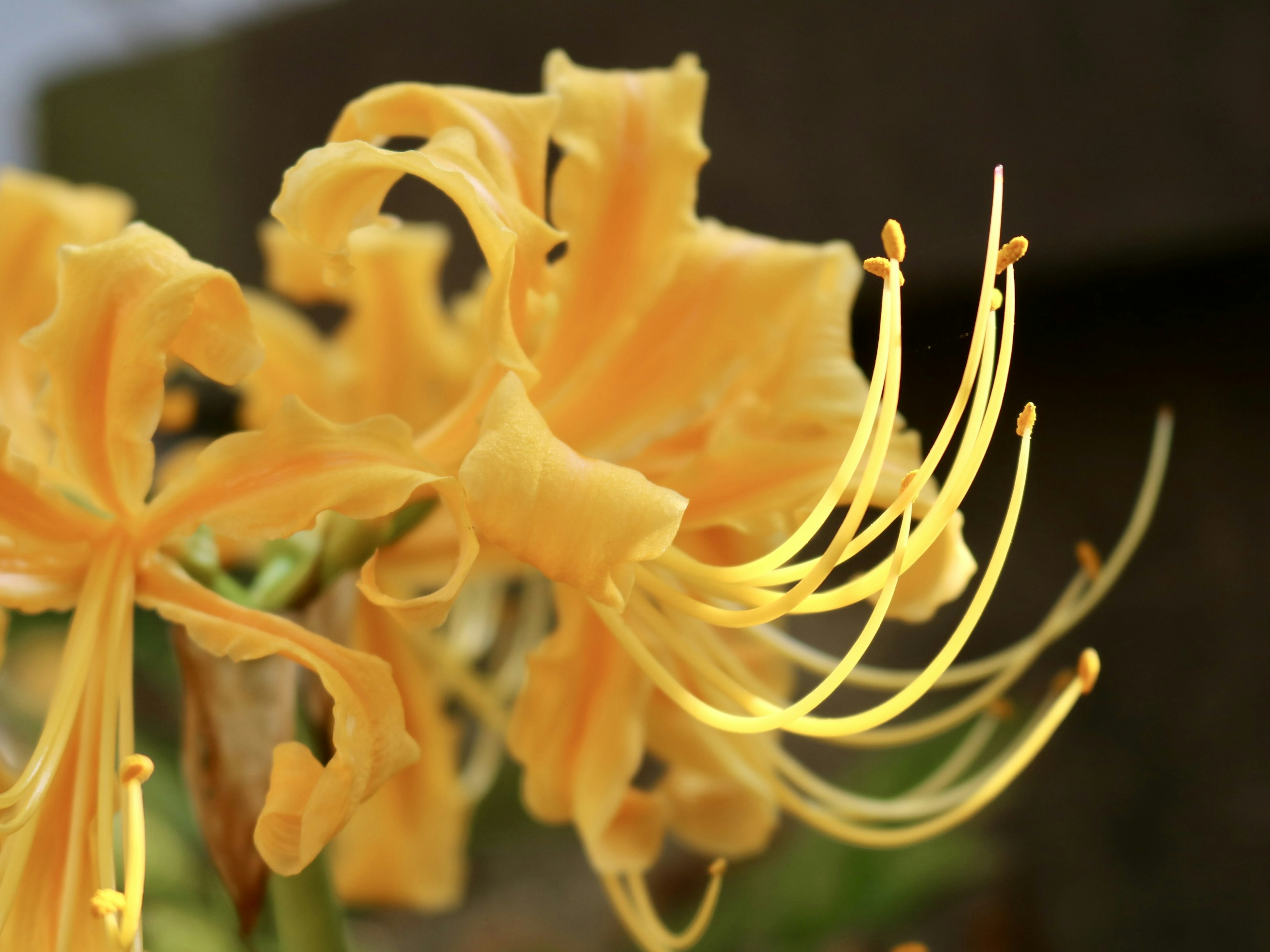 Nahaufnahme einer Blume mit lebhaften gelben Blütenblättern