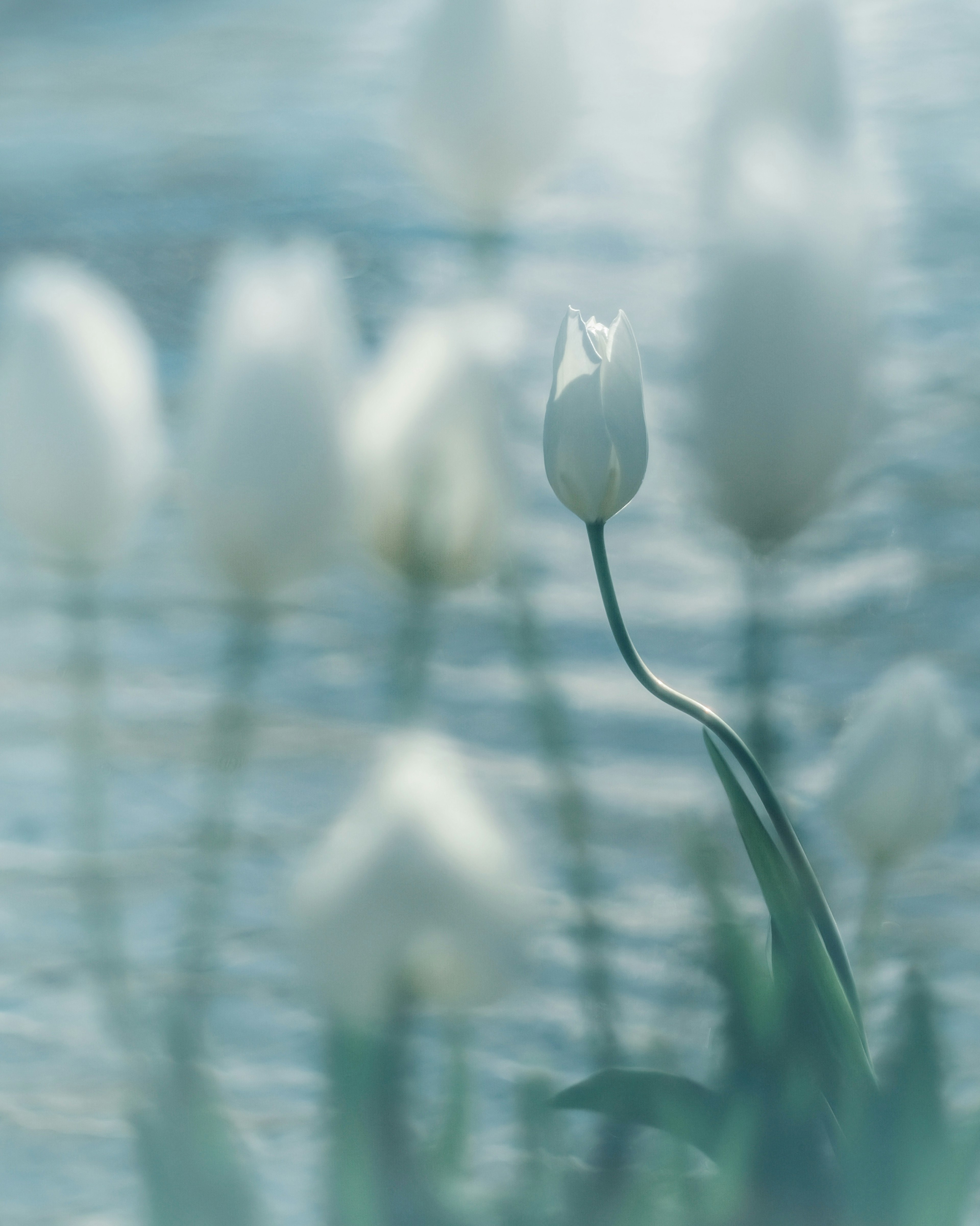 A beautiful scene of white tulips softly reflected on the water surface