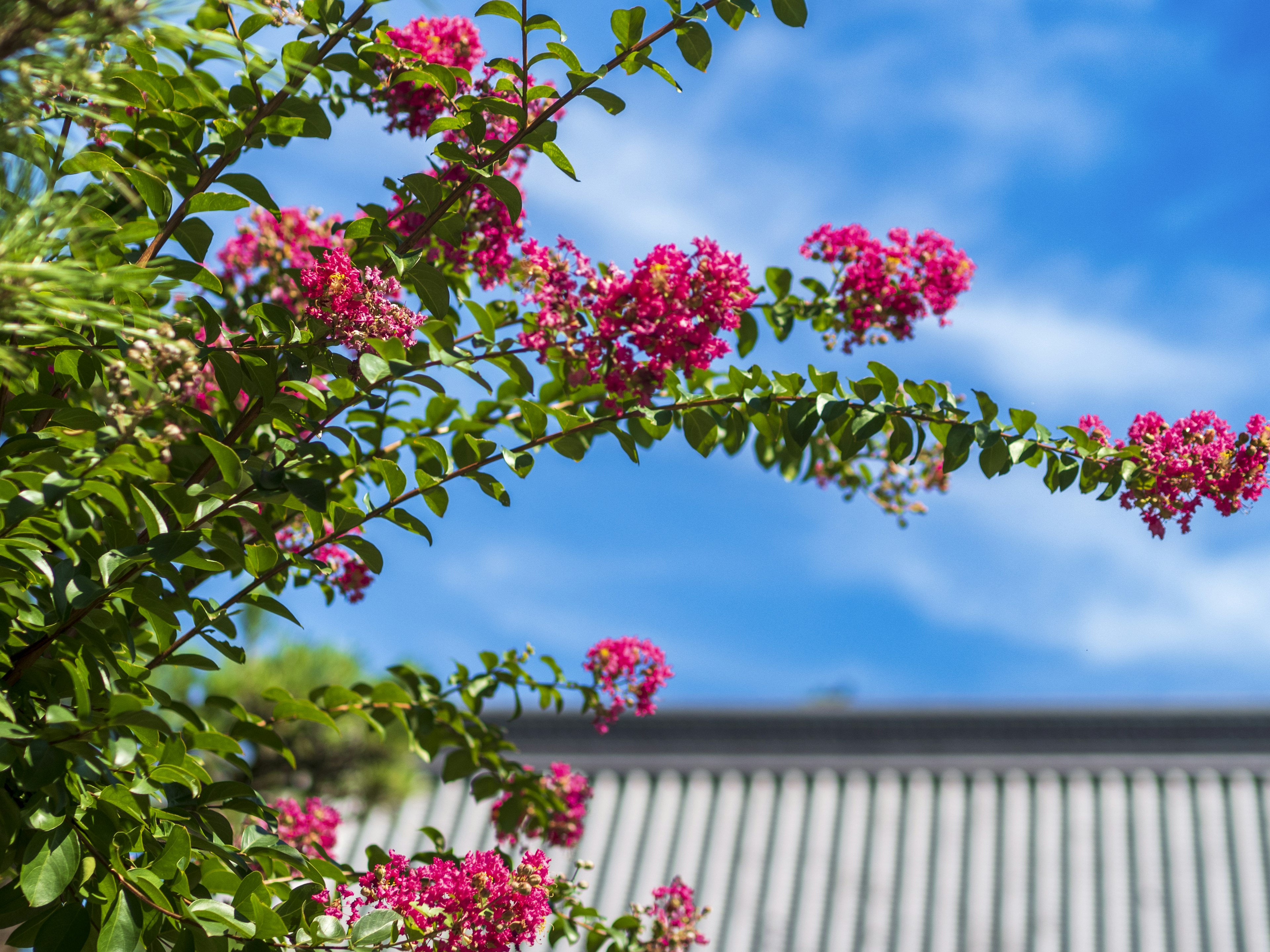 A plant with pink flowers under a blue sky and a roof in the background