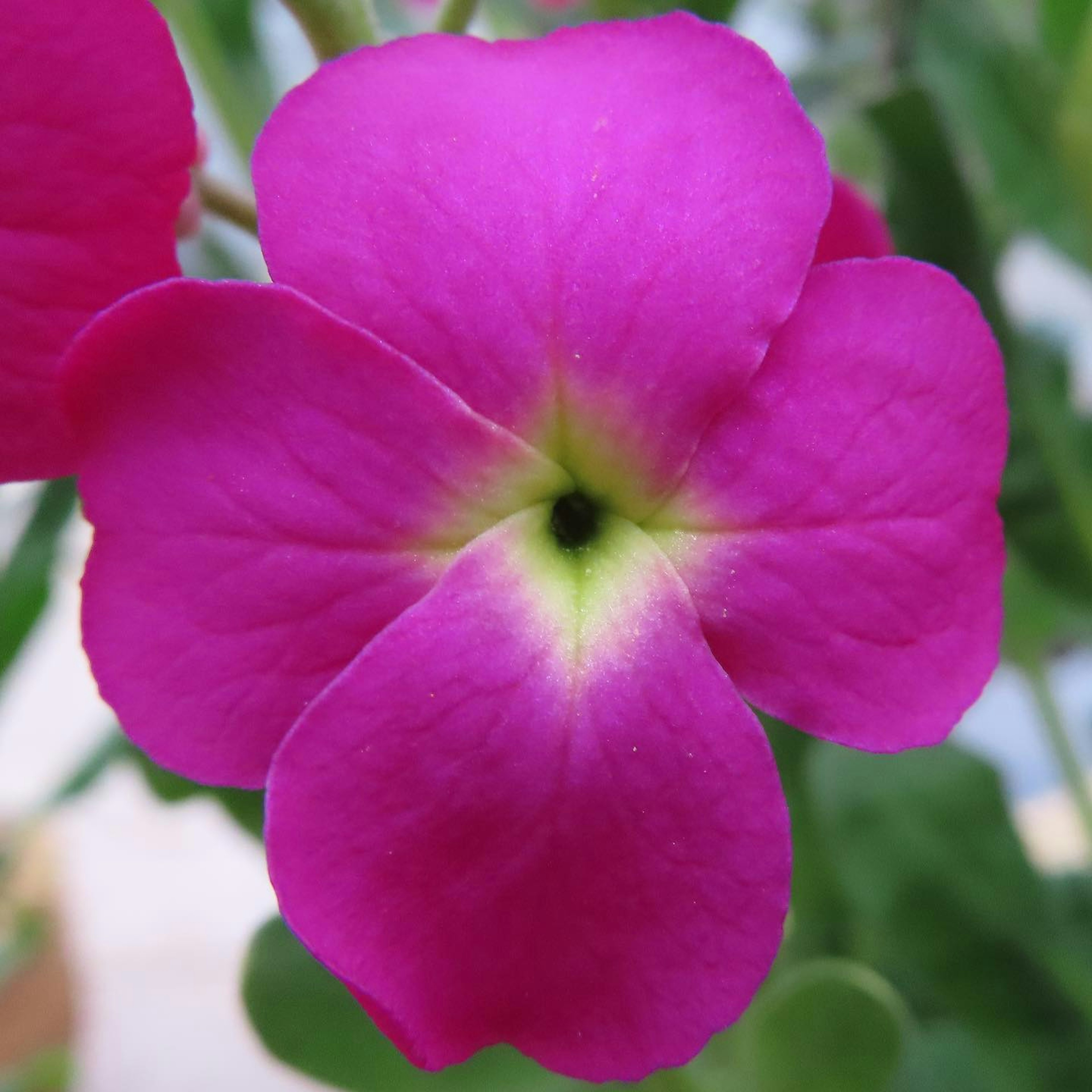 Primo piano di un fiore rosa brillante con un centro giallo