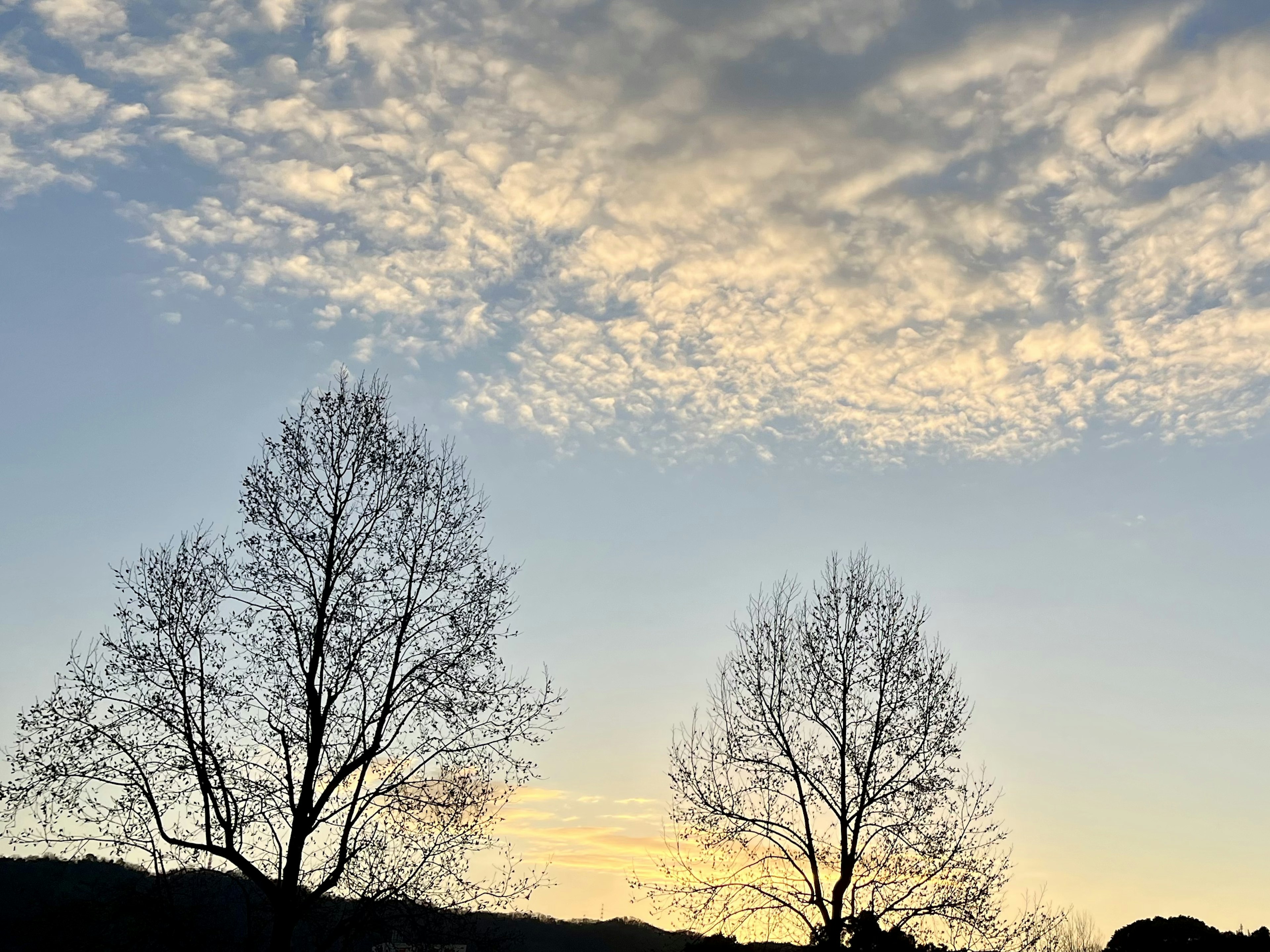 Silhouette of two trees against a twilight sky