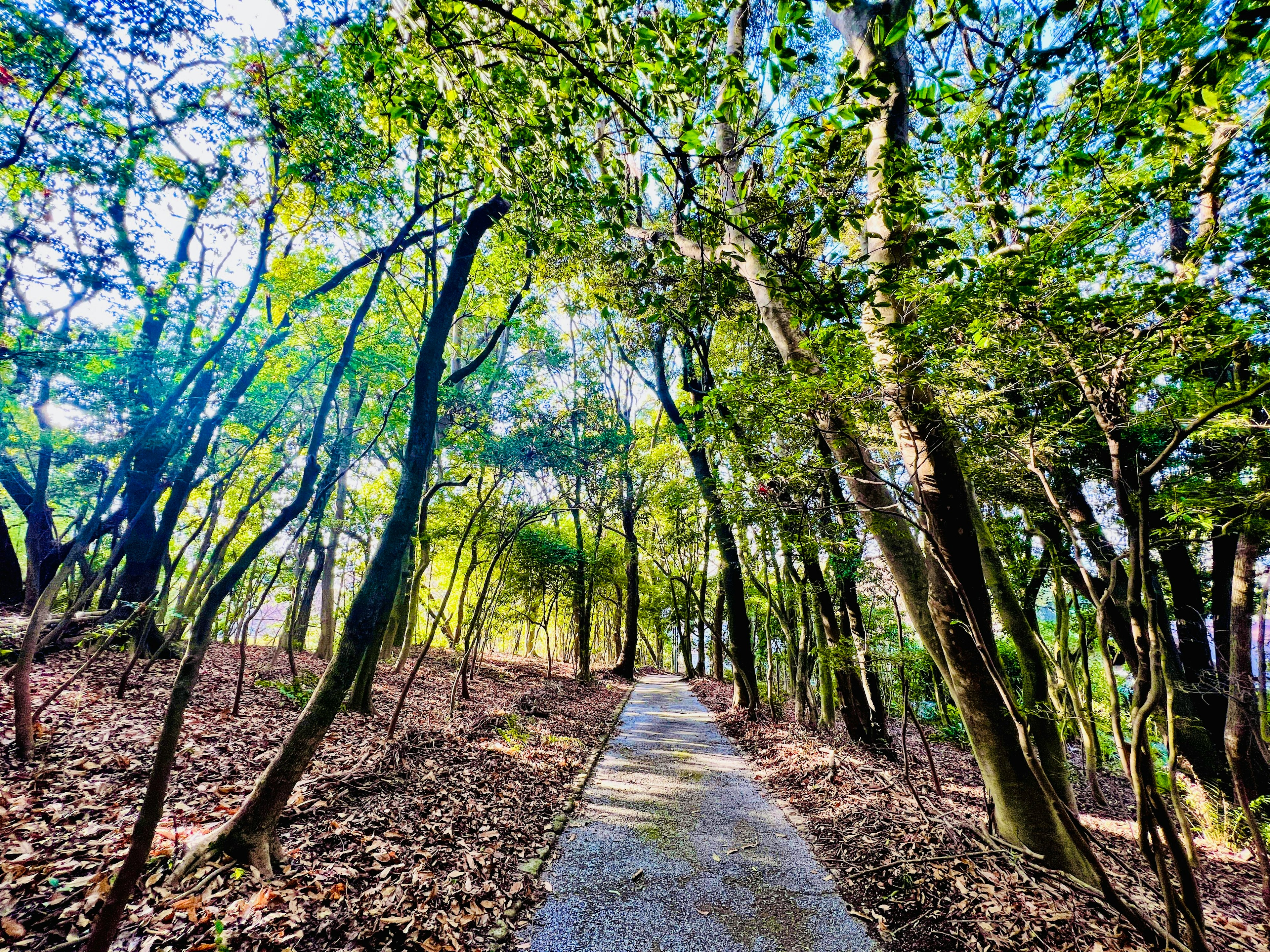 Pflasterweg durch einen üppigen grünen Wald