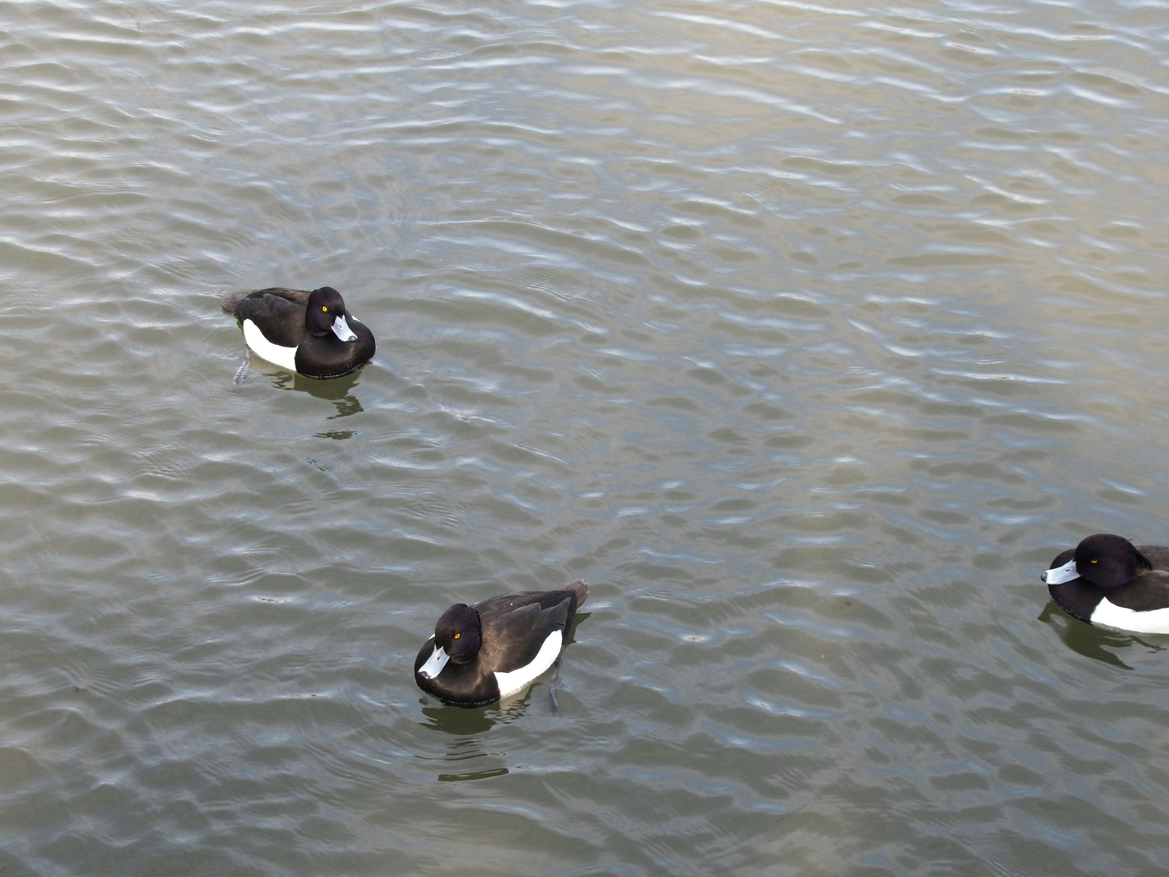 Drei schwarze Enten, die auf der Wasseroberfläche schwimmen