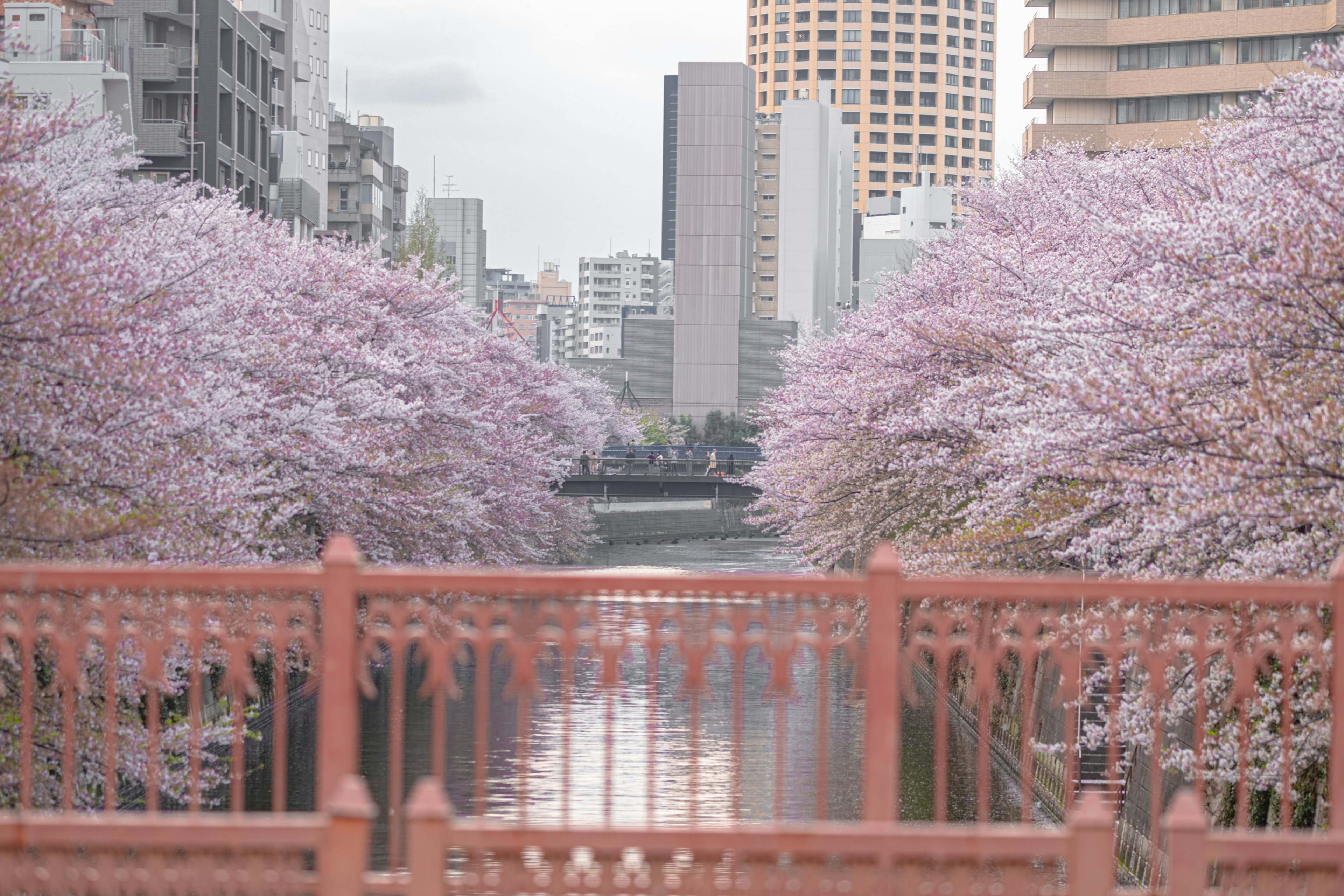 Vista escénica de cerezos a lo largo de un río con edificios de la ciudad al fondo