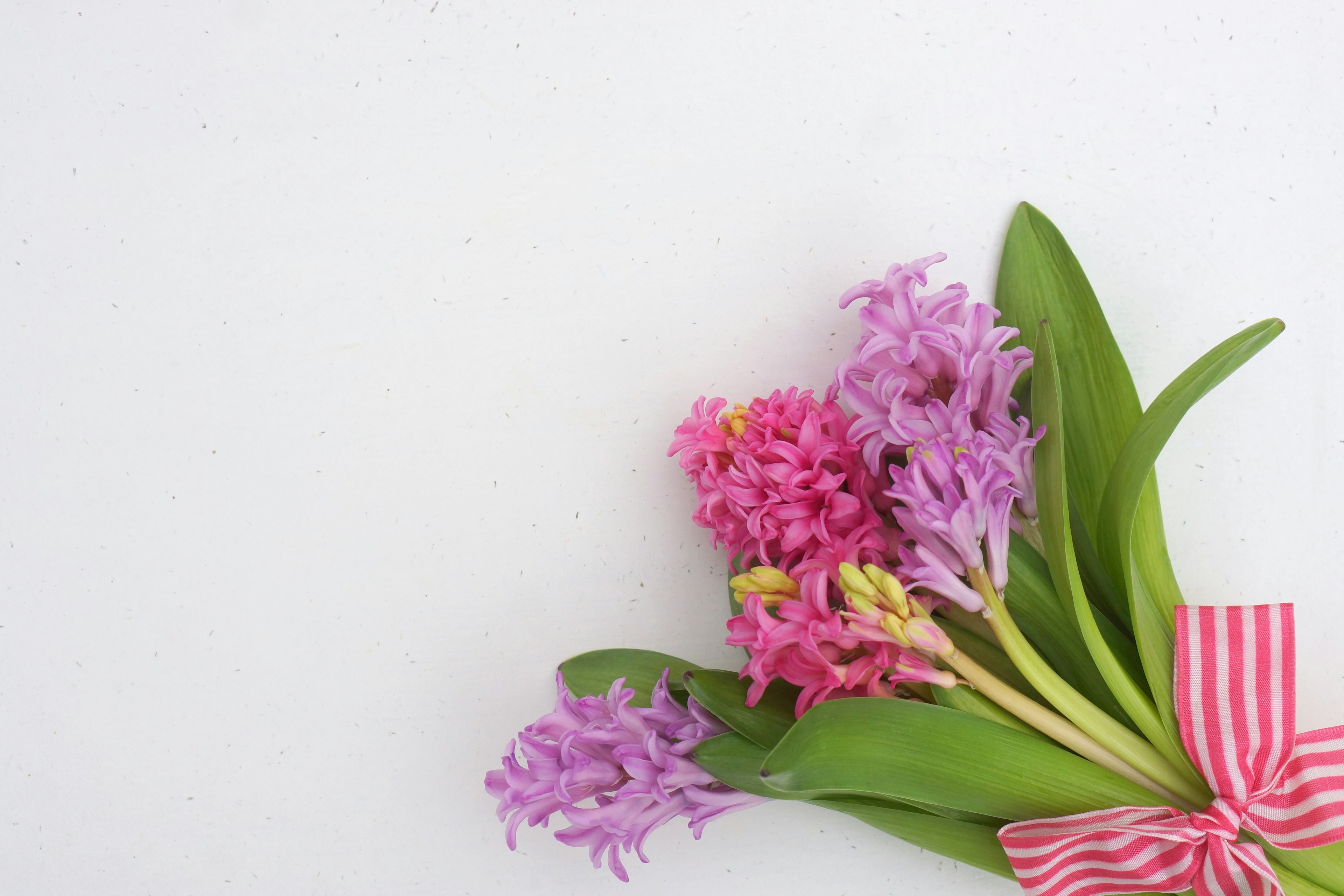 色とりどりのヒヤシンスの花束に赤と白のストライプのリボン