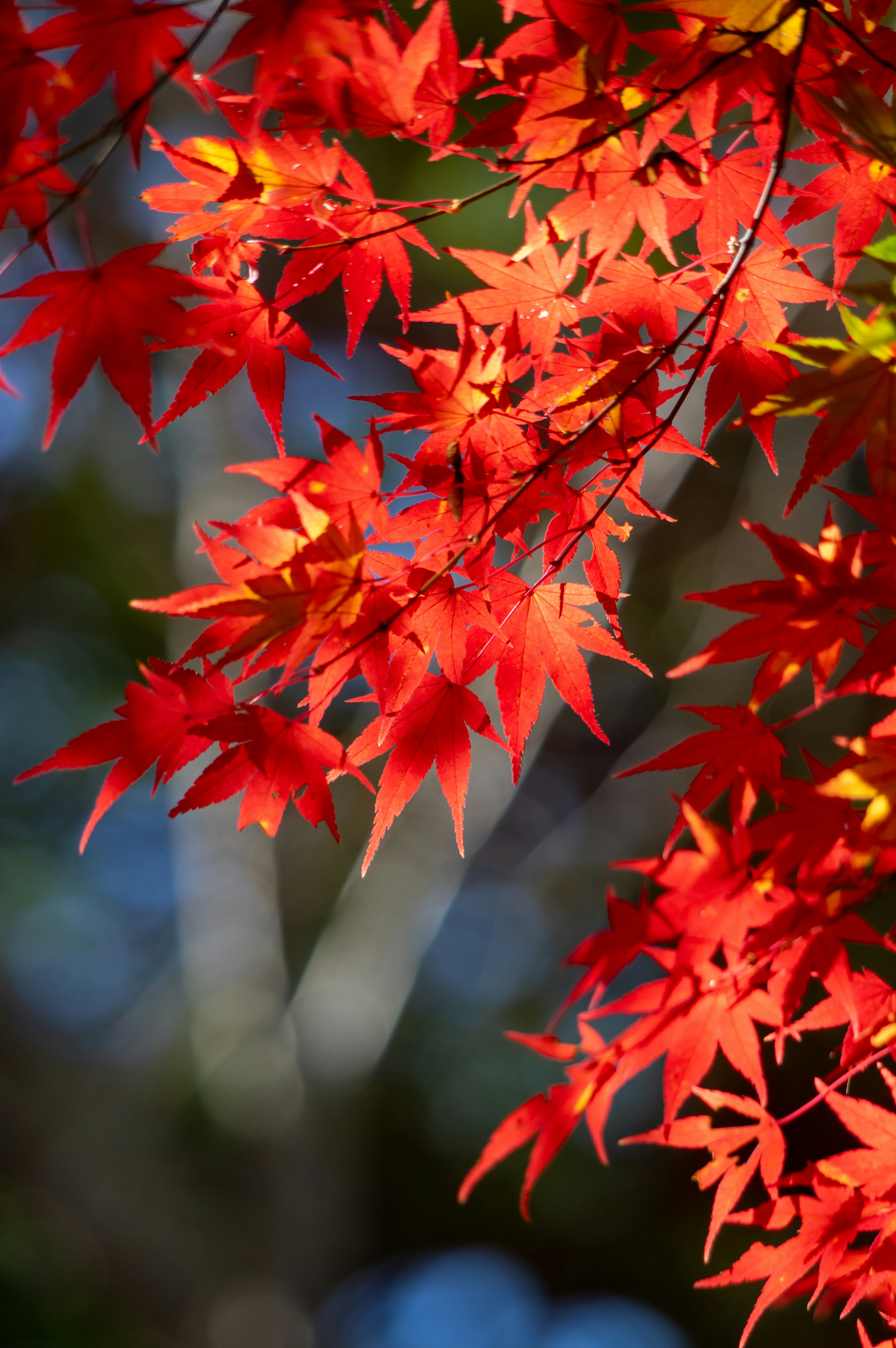 Vibrant red maple leaves illuminated by sunlight