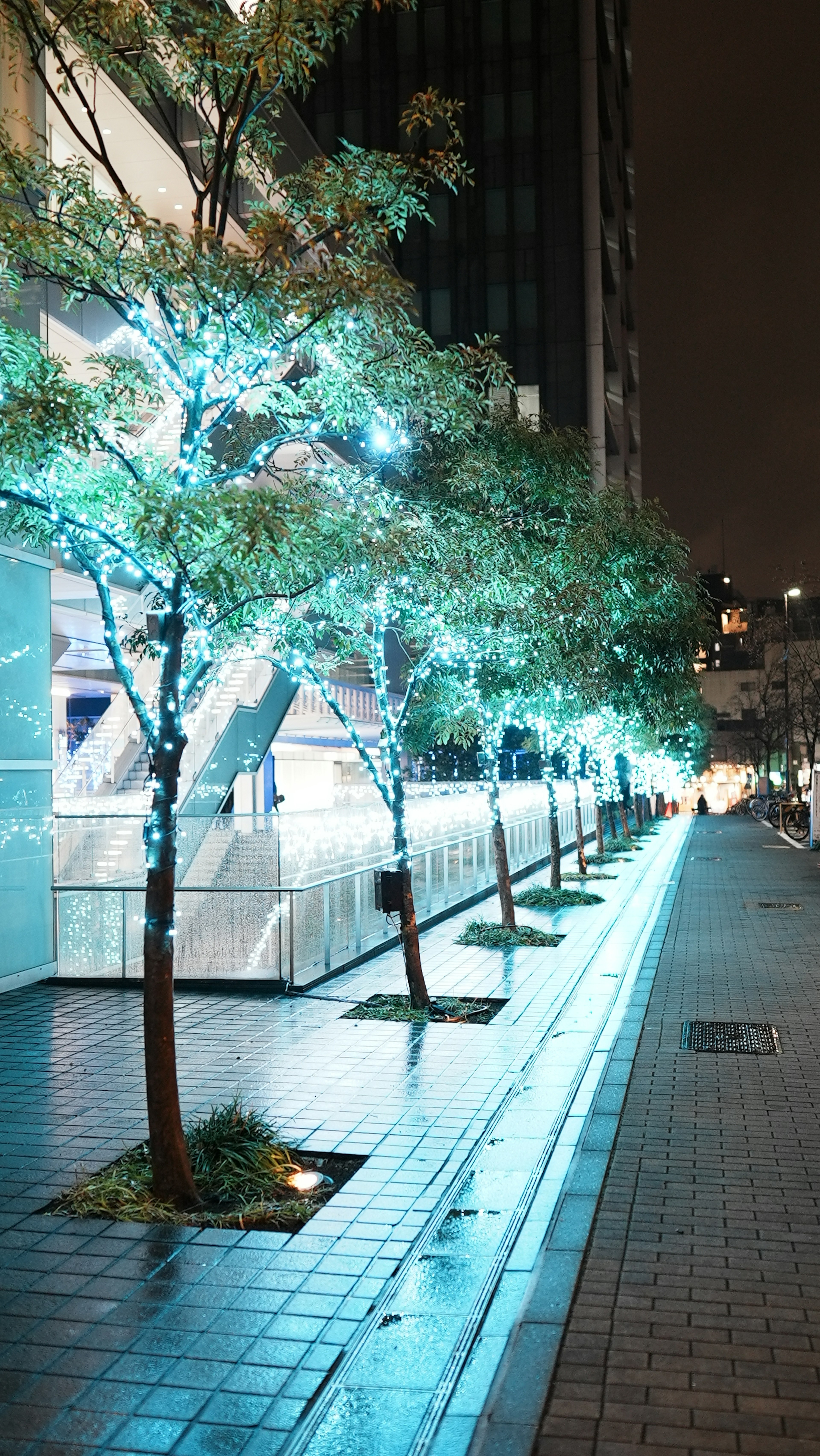 Una calle arbolada iluminada por luces azules por la noche