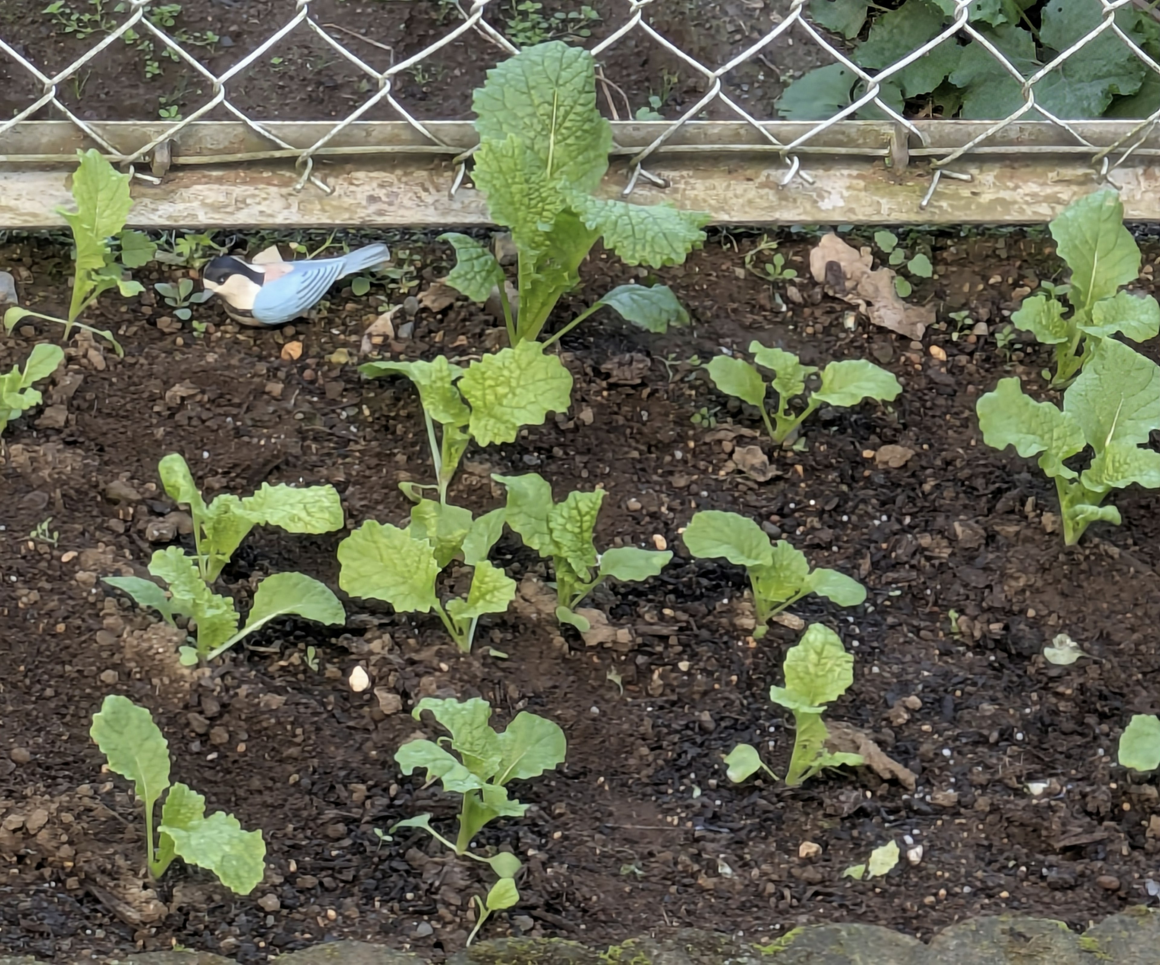 小花园种植的绿色叶菜和蓝色浇水壶