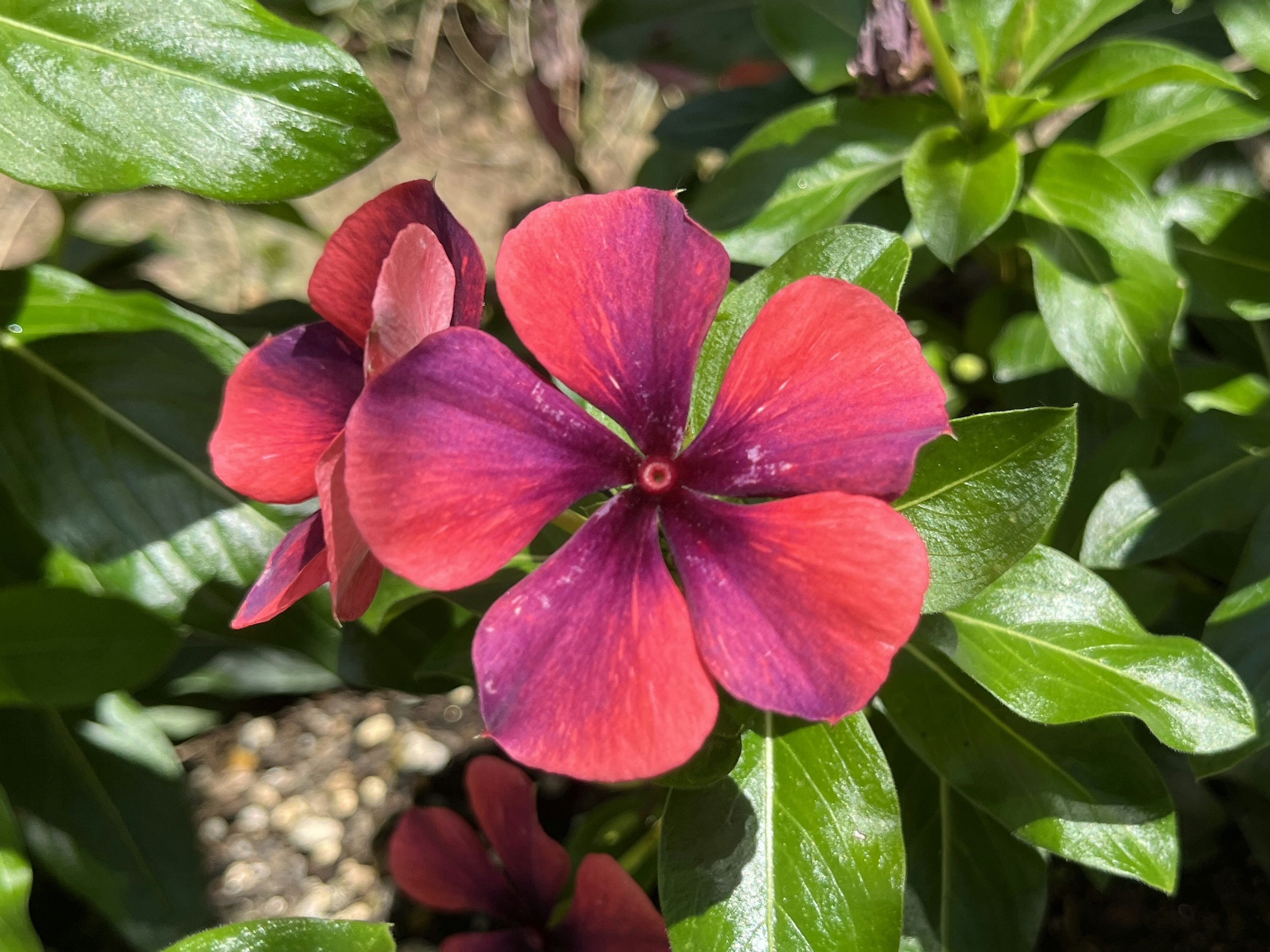 Close-up of a vibrant red and purple flower on a green plant