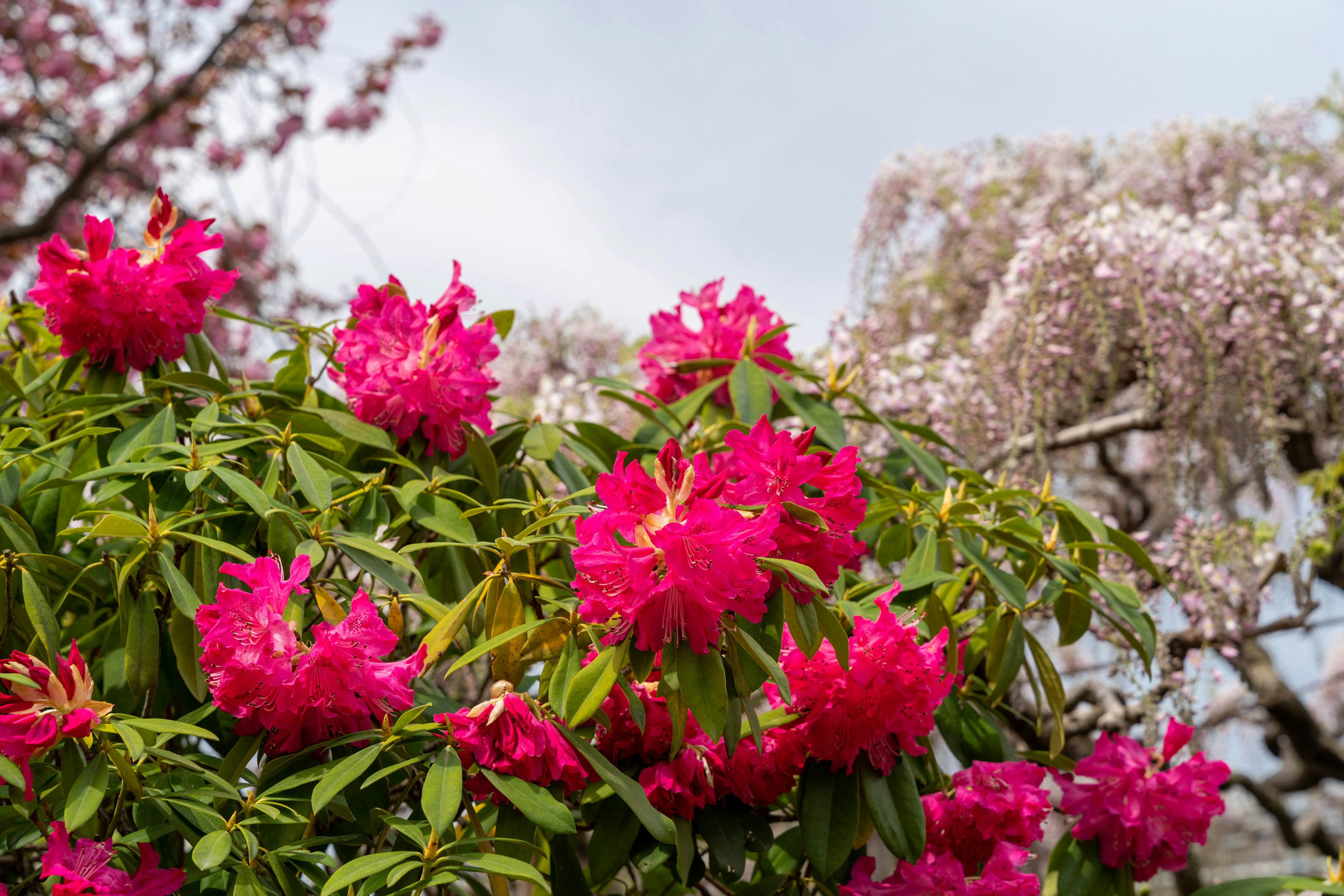 Bunga rhododendron merah muda cerah dengan latar belakang bunga ungu pucat