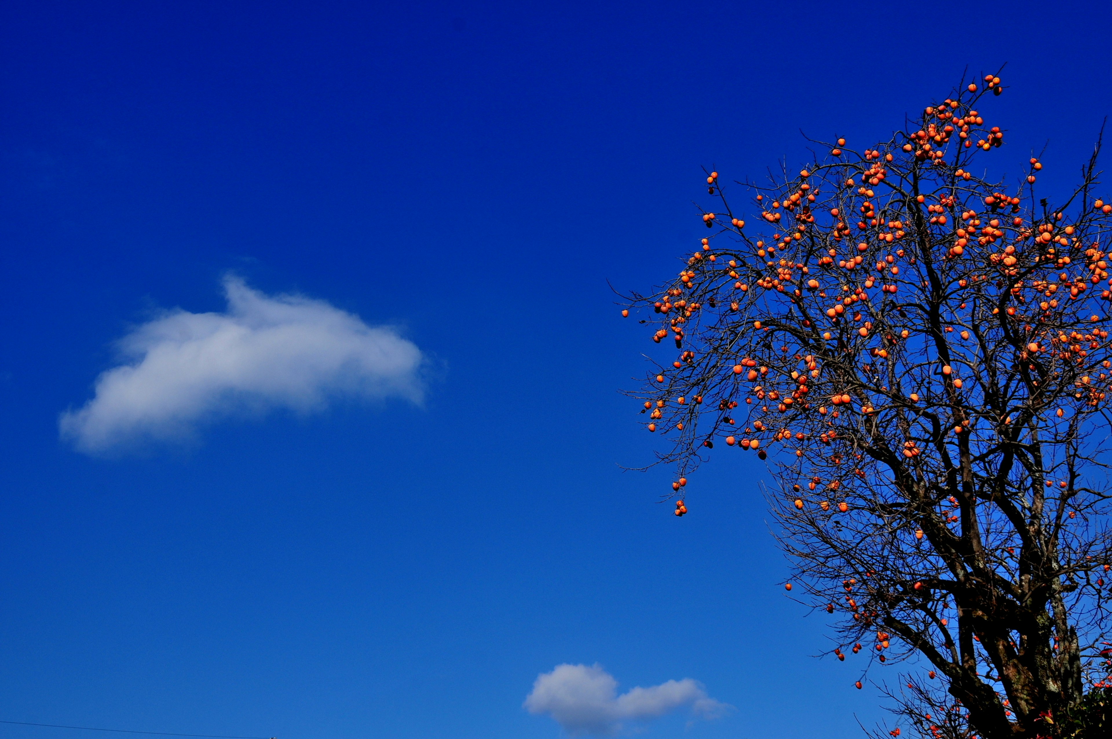 Un árbol con hojas naranjas contra un cielo azul claro y una nube blanca