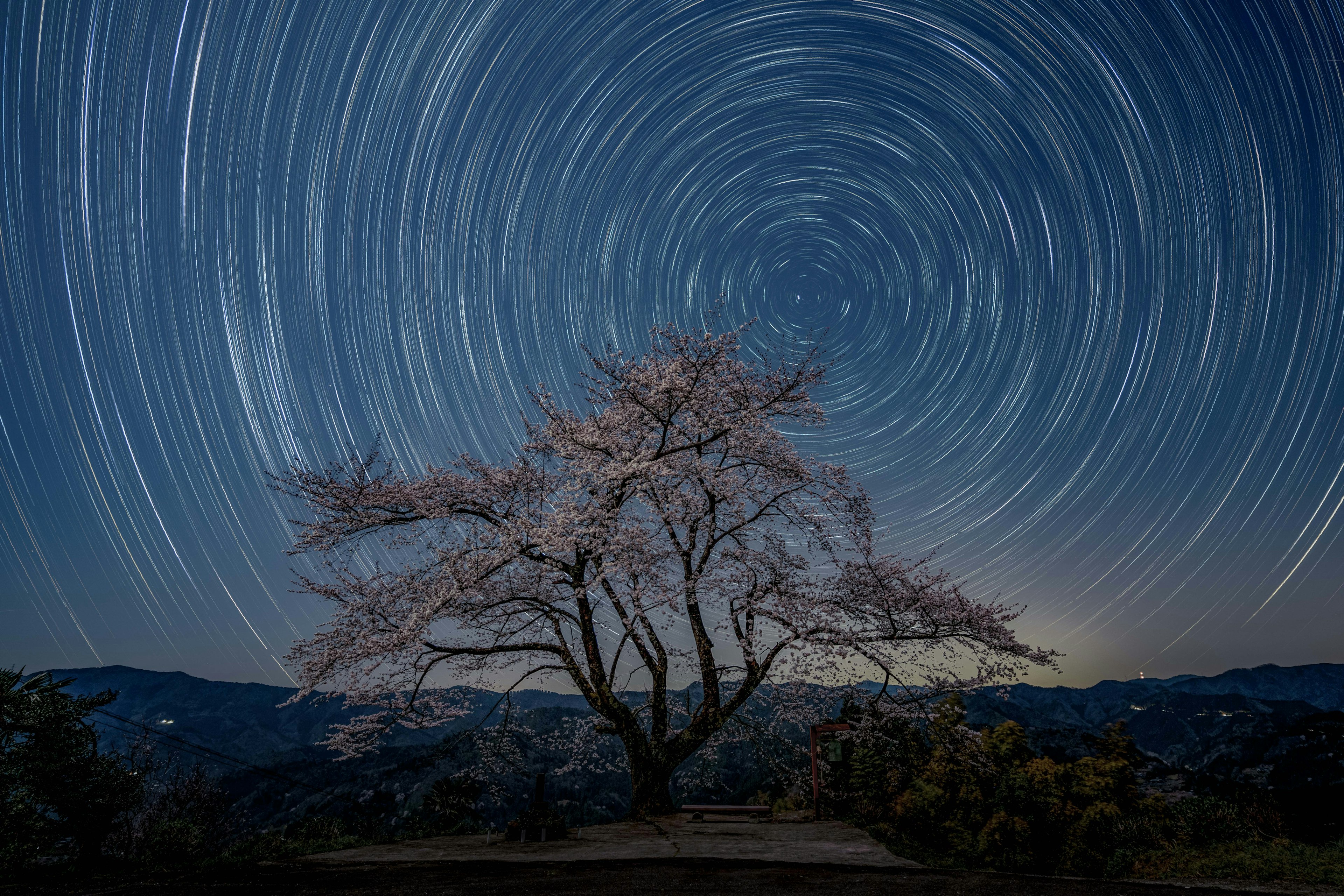 A cherry blossom tree under a star-trail night sky