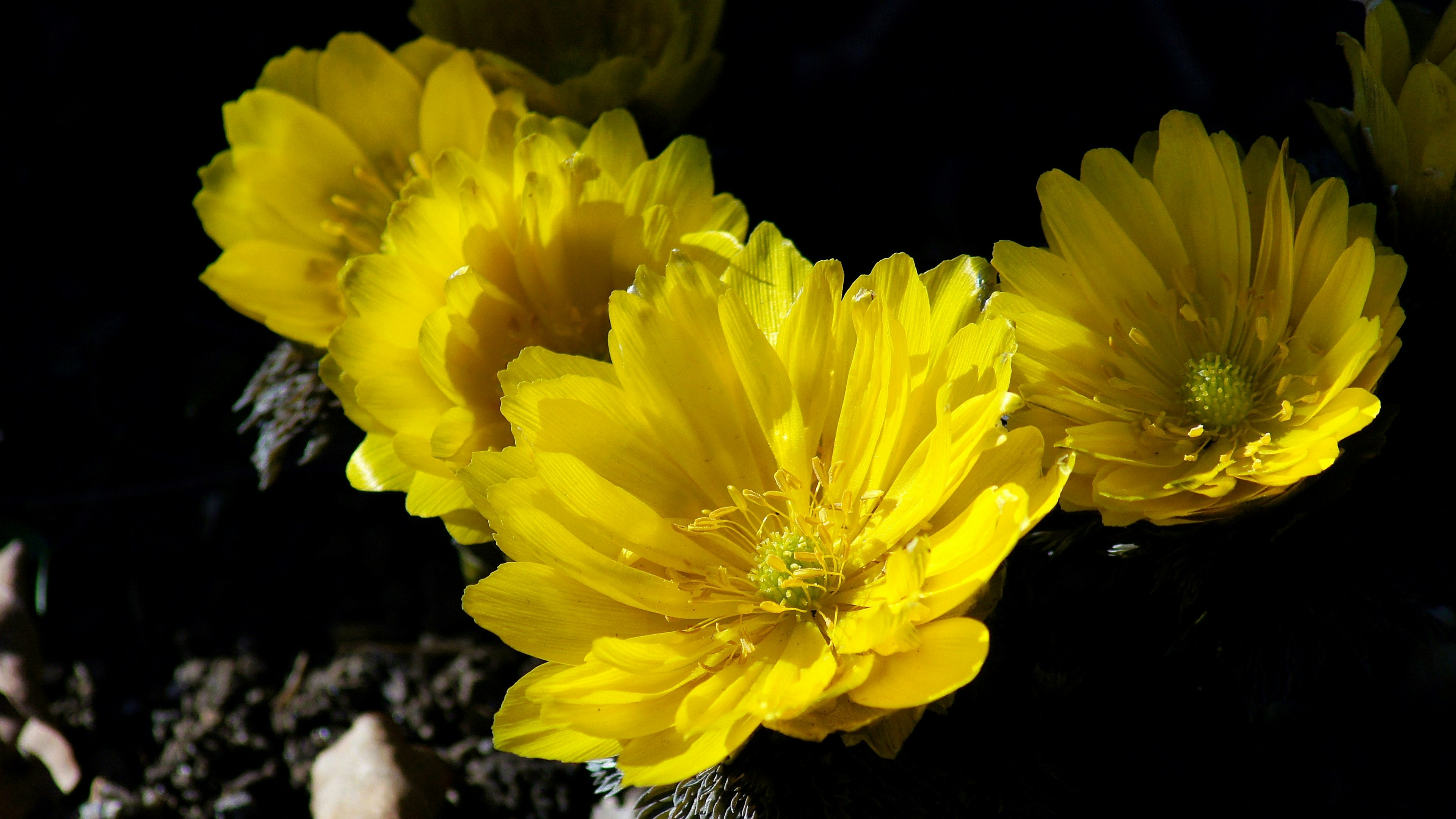 Fiori gialli vivaci che sbocciano su uno sfondo scuro