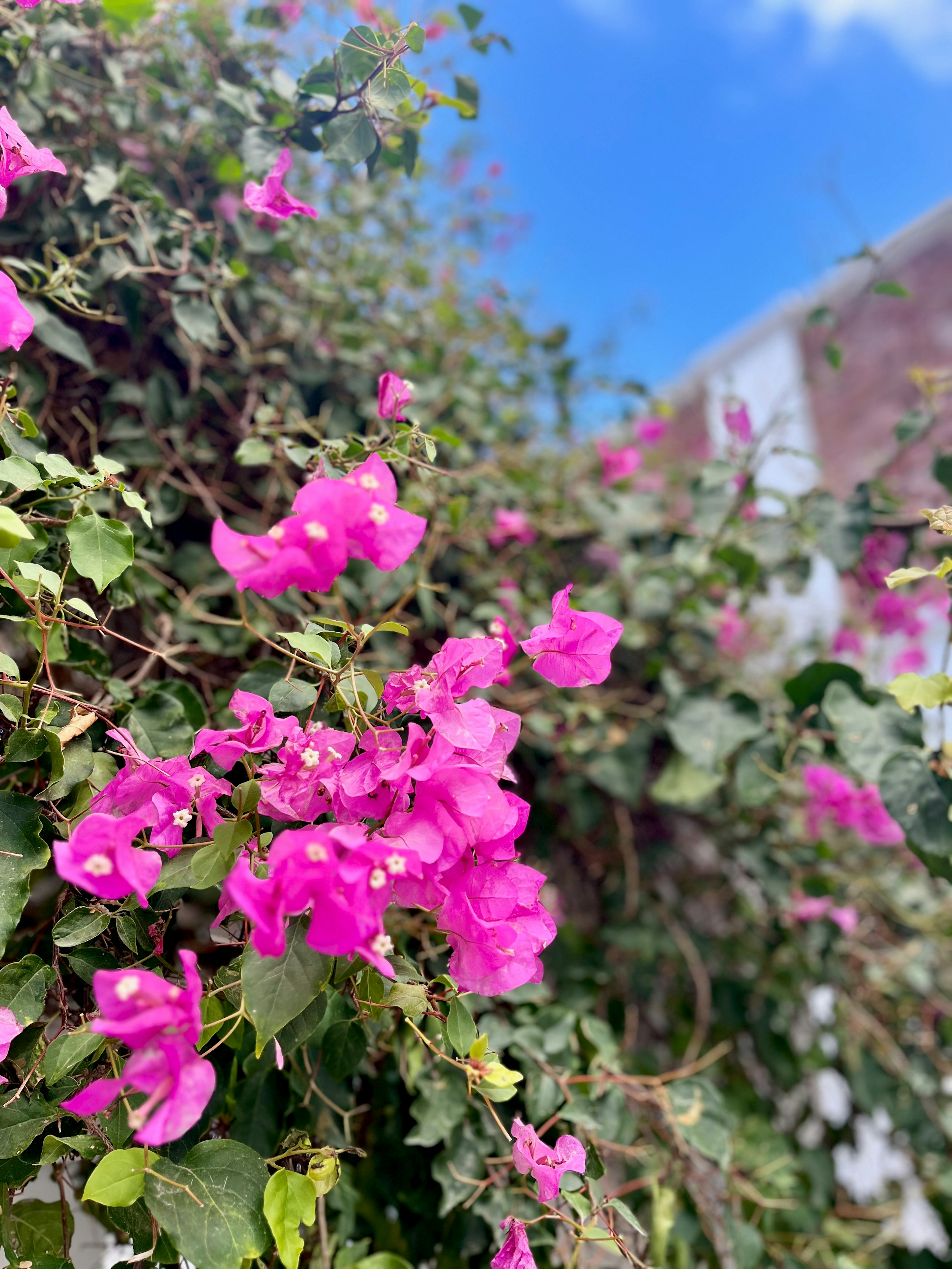 Lebendige rosa Bougainvillea-Blüten blühen unter einem klaren blauen Himmel