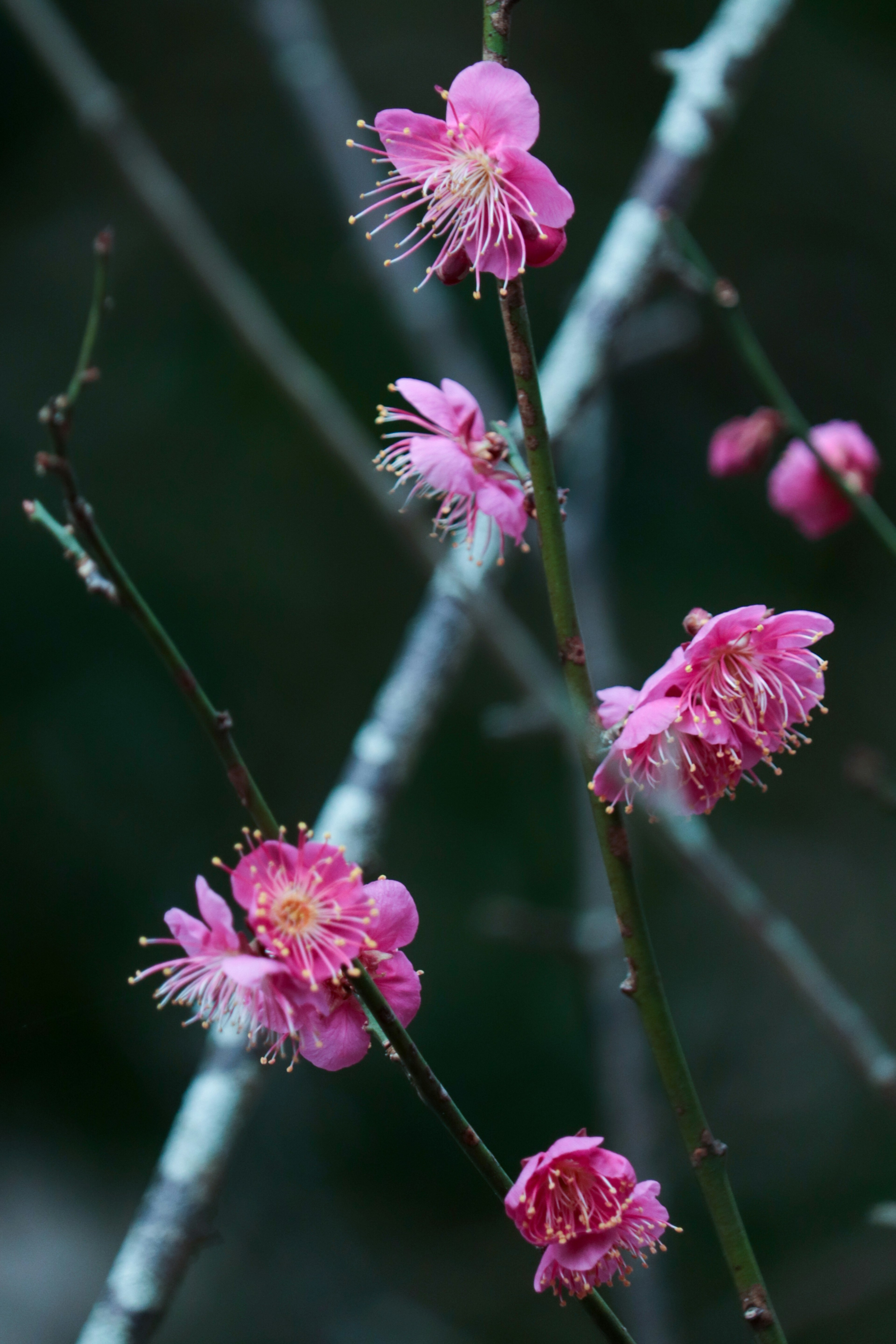 美しいピンクの花が咲いている枝のクローズアップ