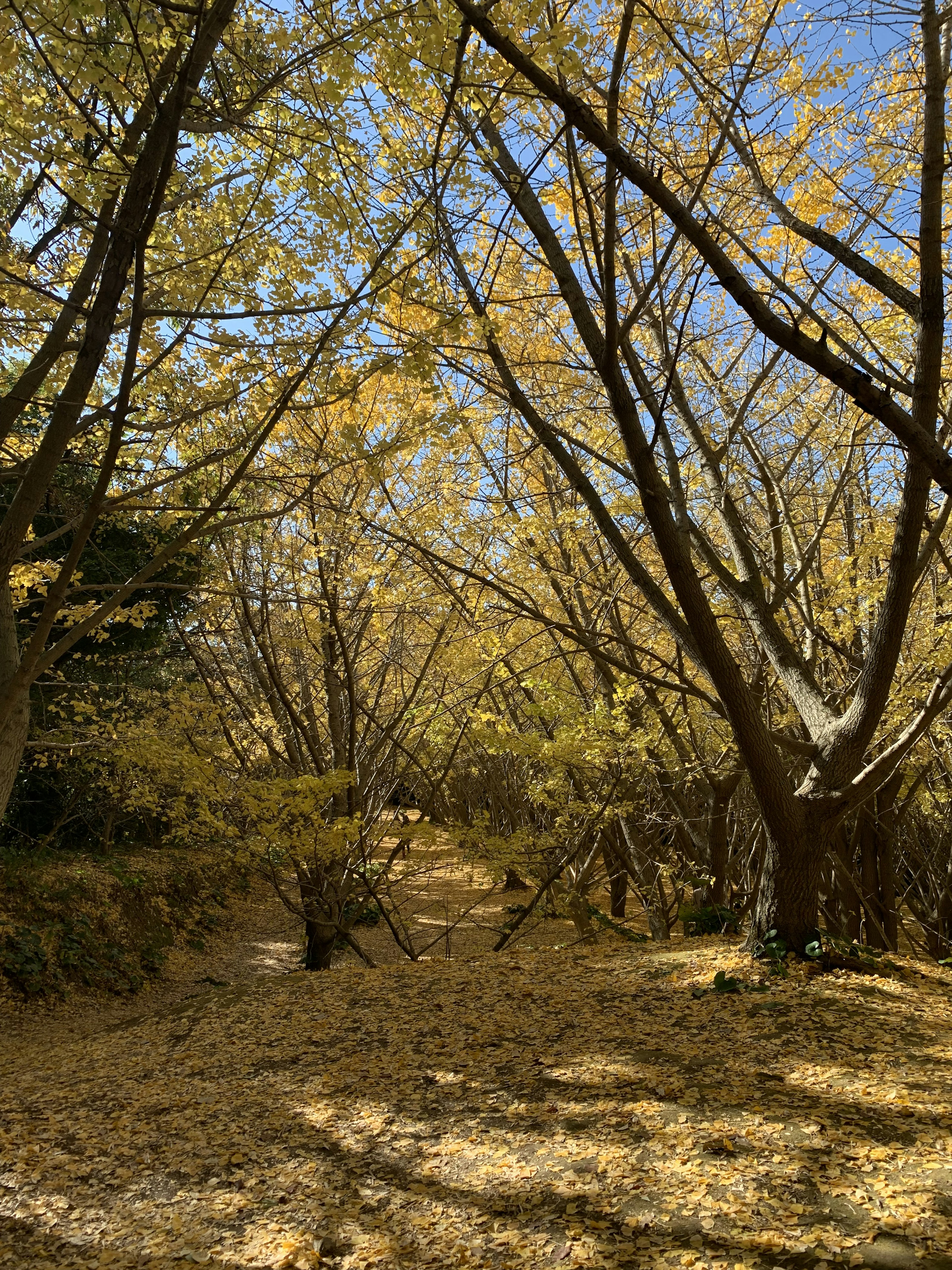 Herbstlicher Waldweg gesäumt von gelben Blättern und Bäumen