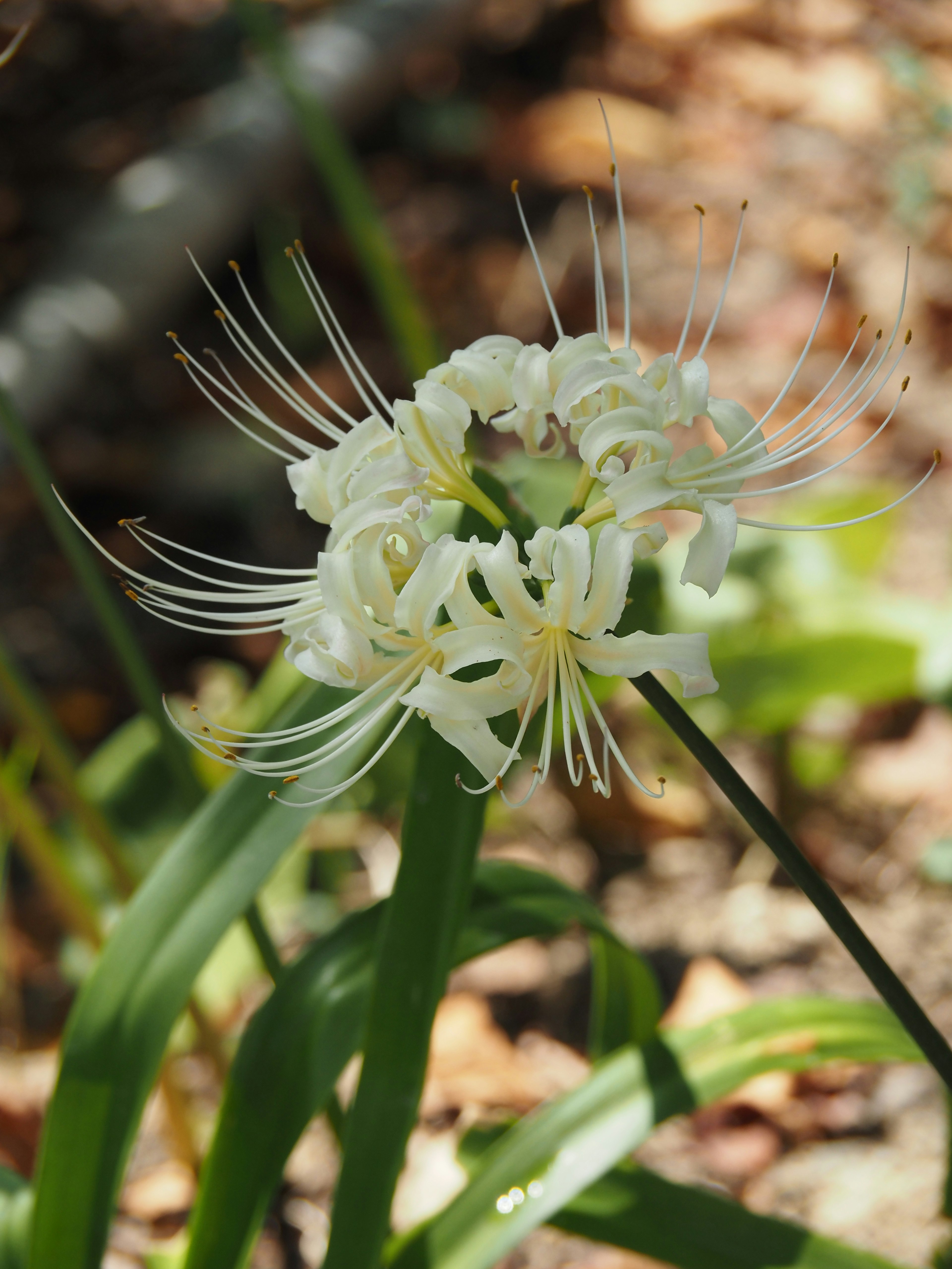 Primer plano de una planta con flores blancas distintivas y estructuras similares a pétalos largos