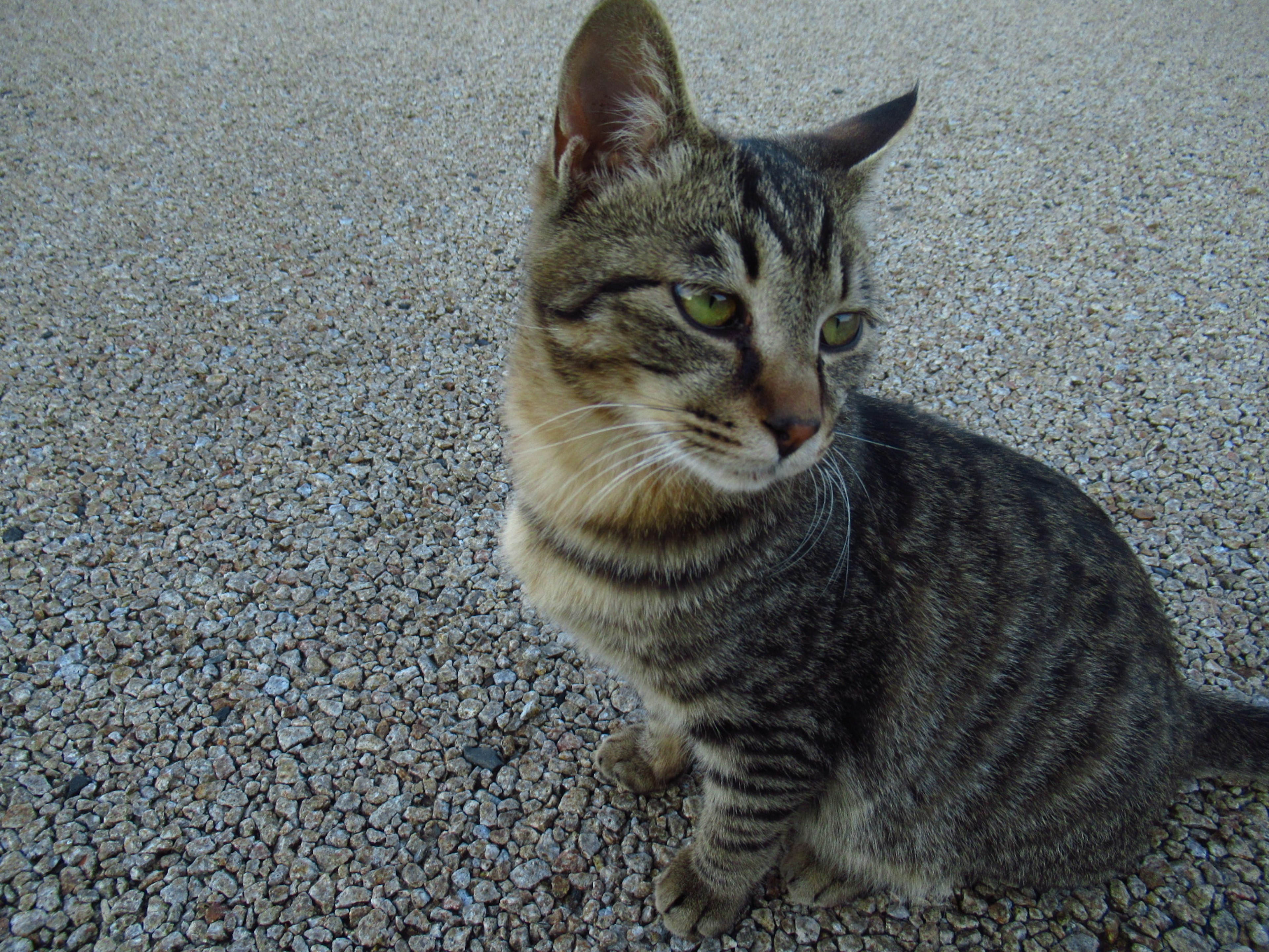 灰色の縞模様の猫が砂利の上に座っている