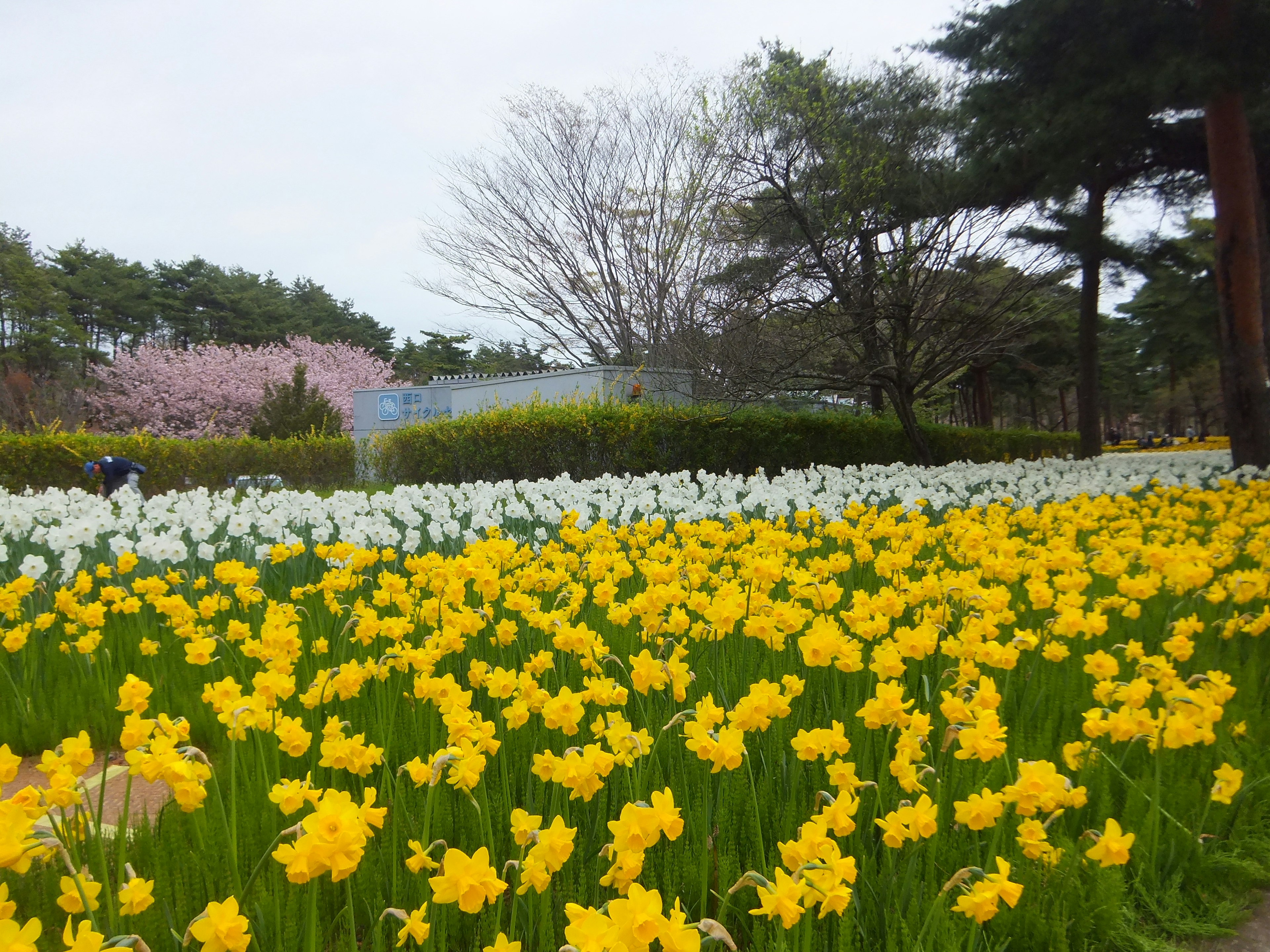 ทิวทัศน์สวนที่สวยงามมีดอกไม้สีเหลืองและขาวบาน