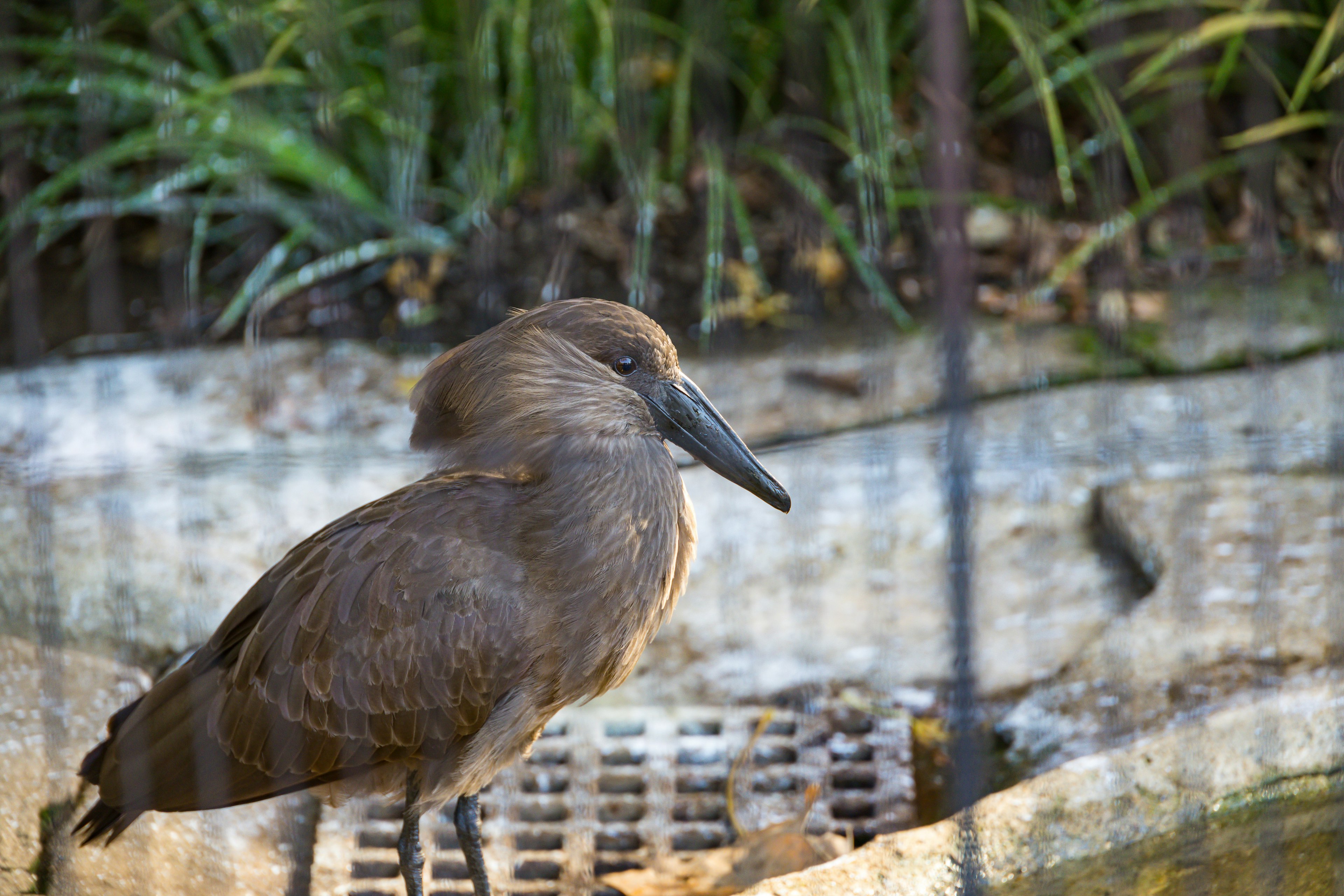 Un oiseau brun ressemblant à un héron se tient près de l'eau en regardant sur le côté