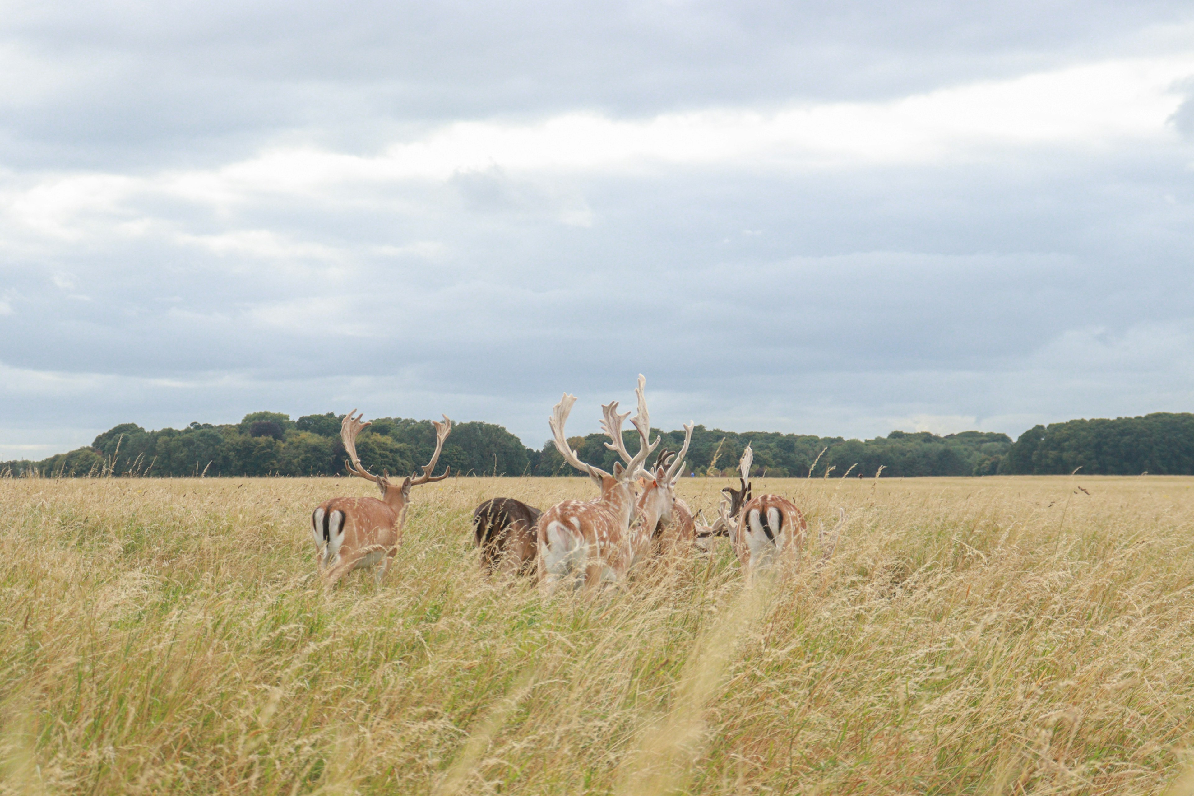 A herd of deer in a grassland with gray clouds and green trees in the background