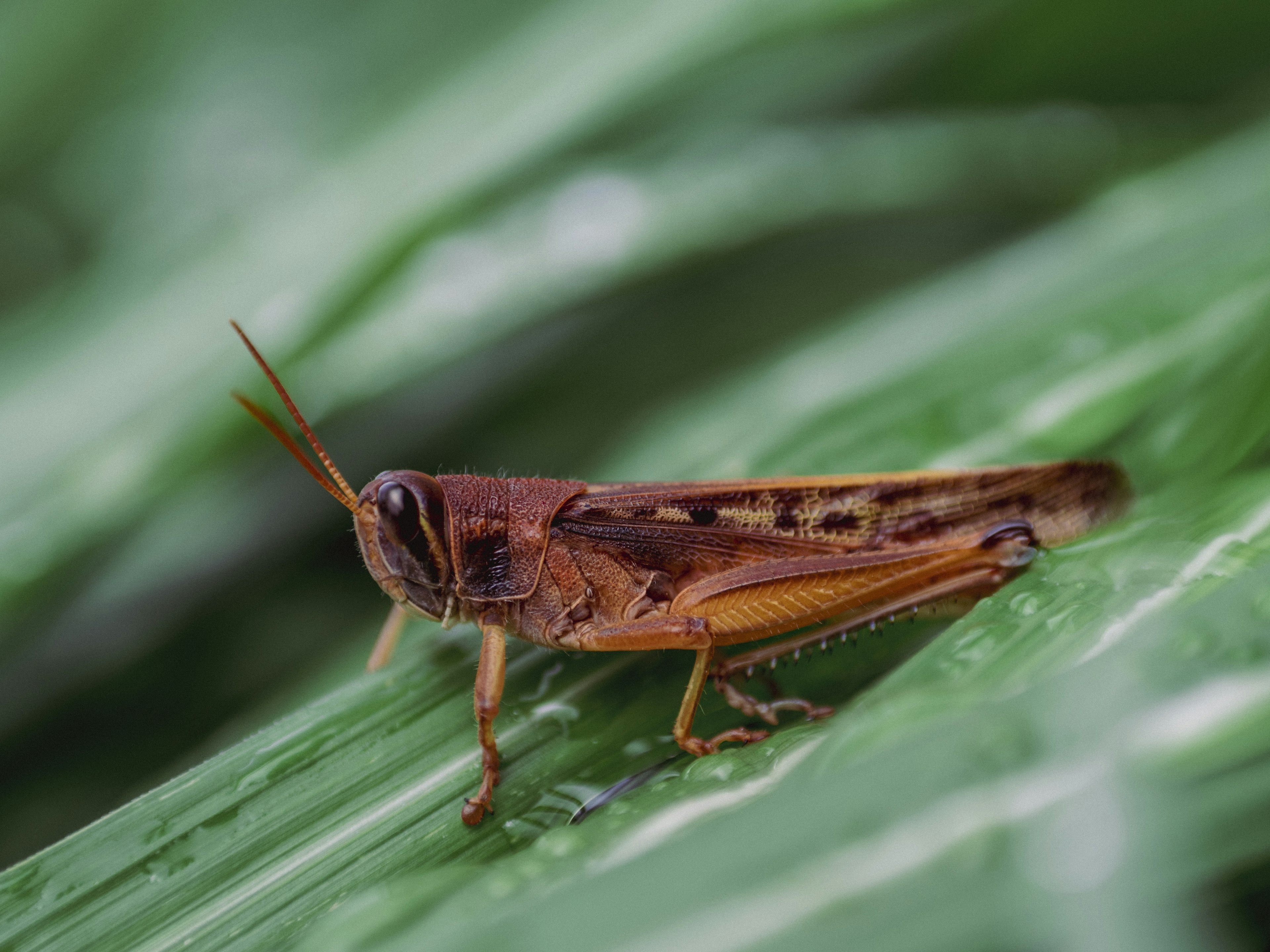 Acercamiento de un saltamontes marrón sobre hojas verdes