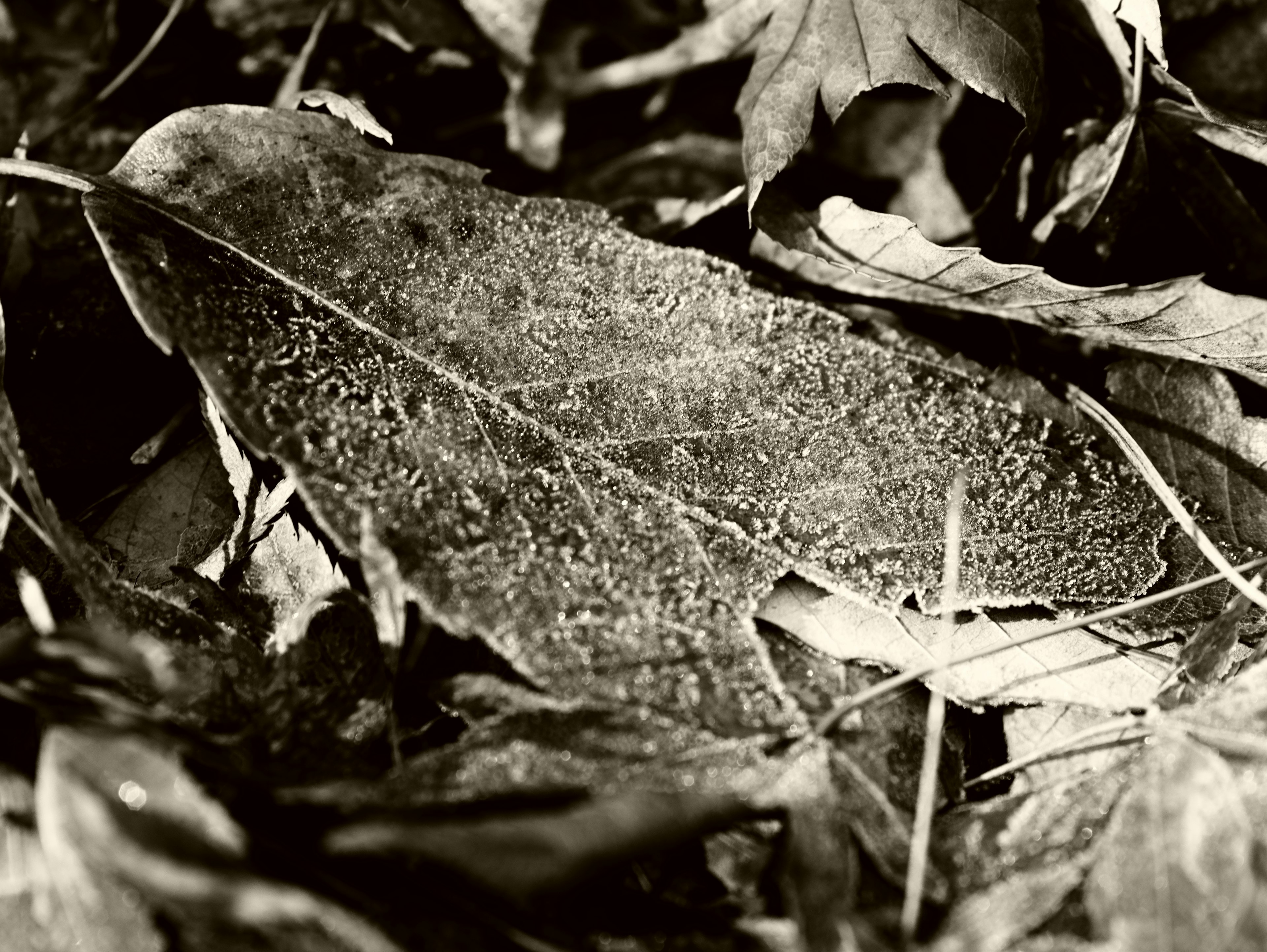 Imagen en blanco y negro de una hoja cubierta de escarcha entre otras hojas