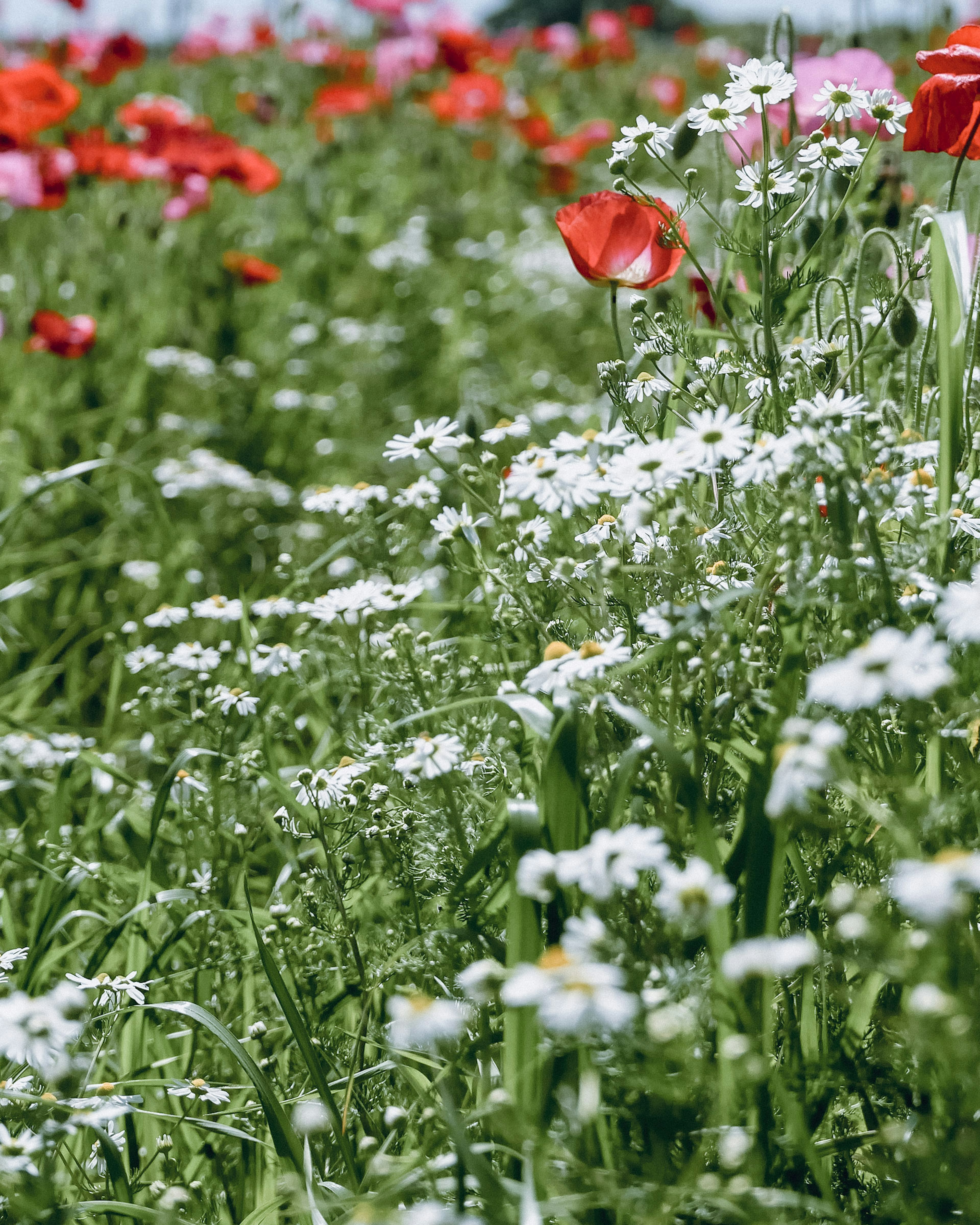 色とりどりの花が咲く草原の風景 白い花と赤いチューリップが目立つ