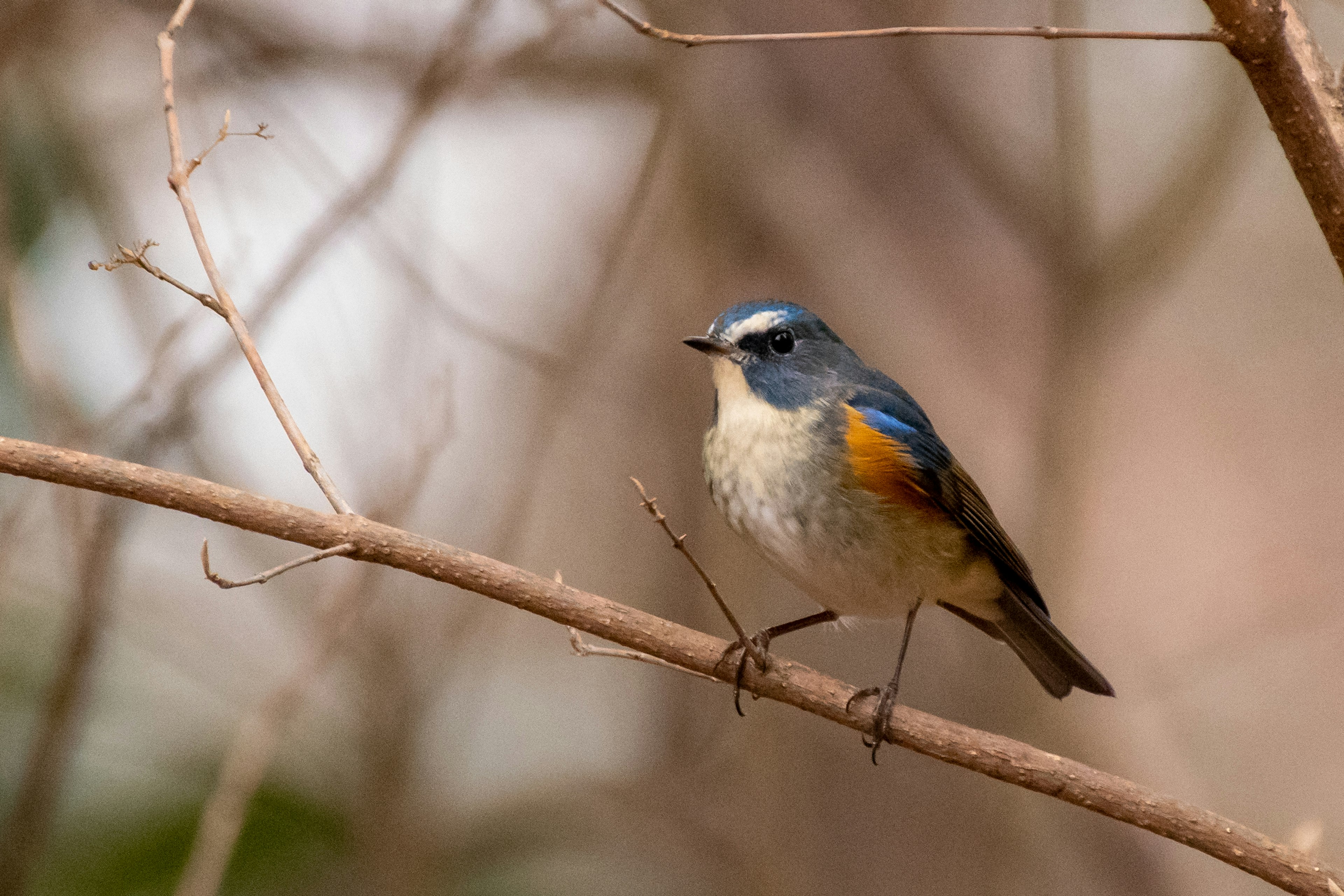 A small bird with a blue head and orange belly perched on a branch