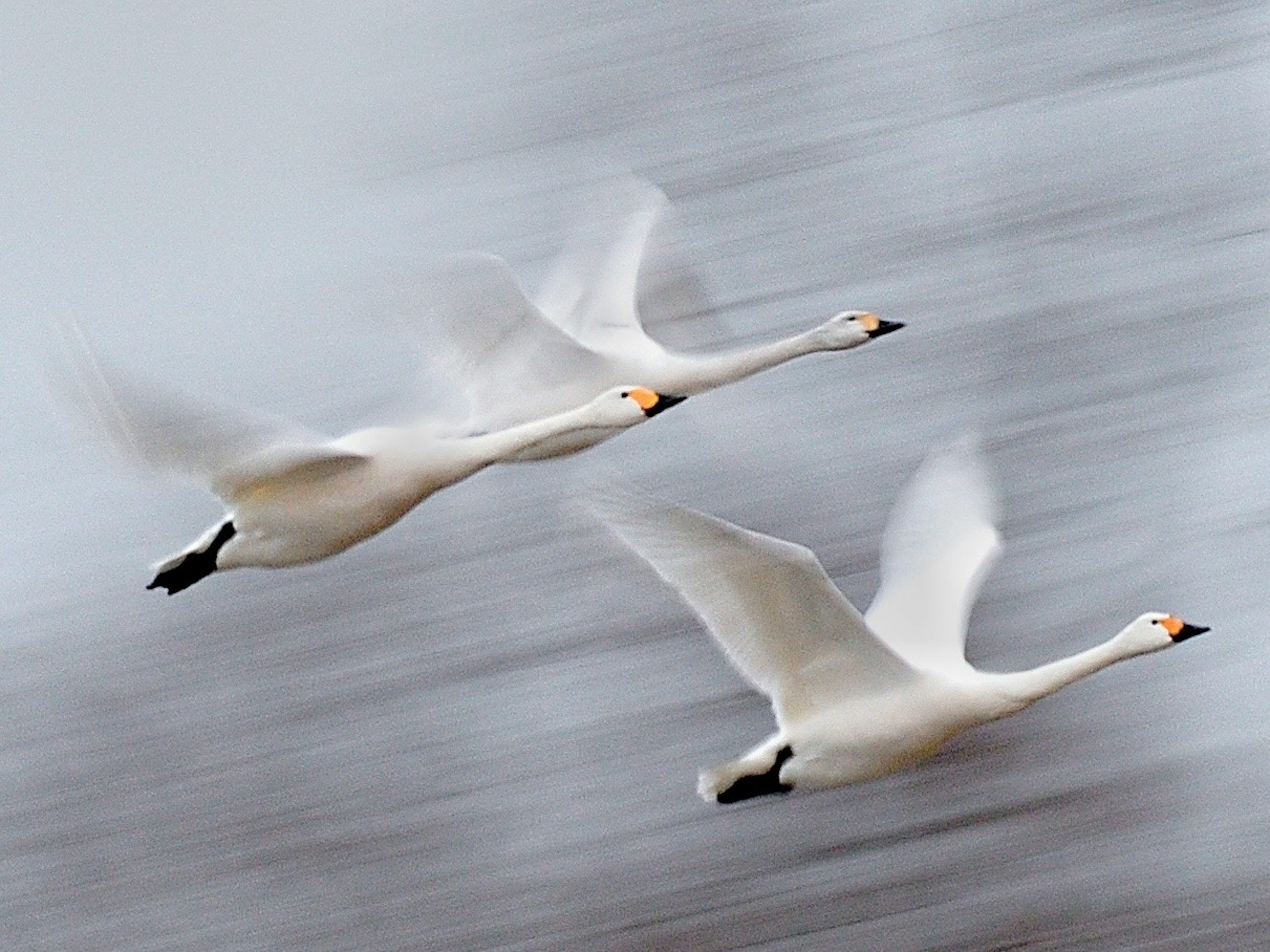 Image of two swans flying gracefully in motion