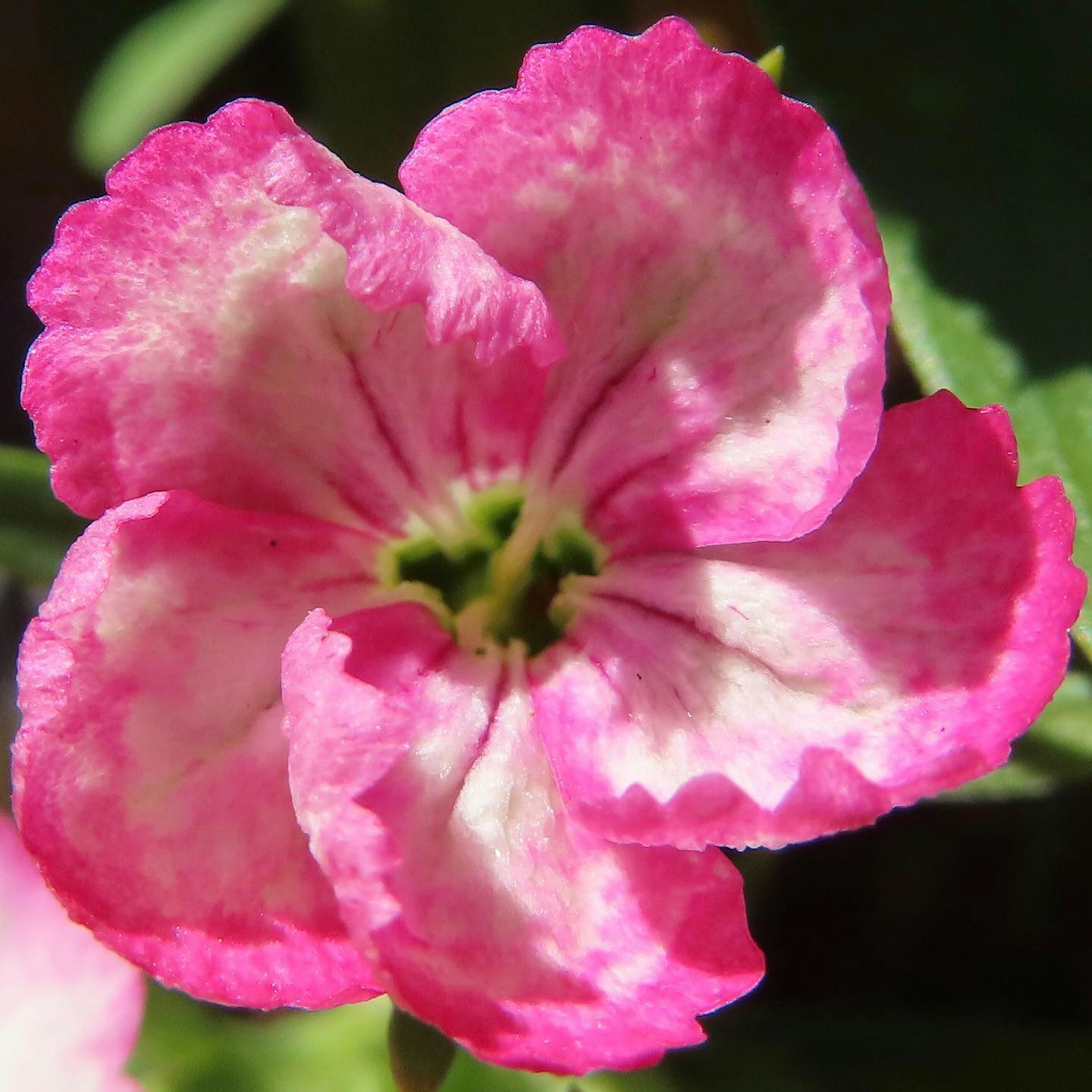 A petunia flower with vibrant pink petals