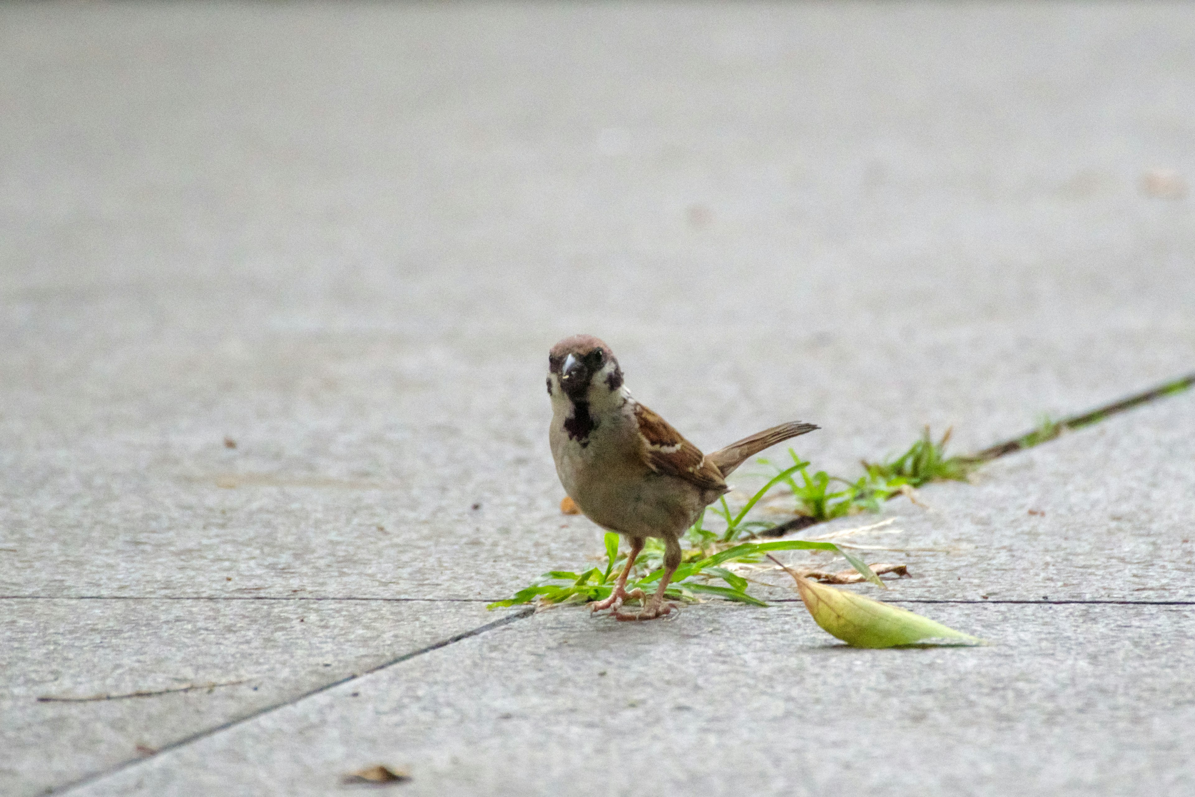 Ein kleiner Spatz steht auf Beton mit Grünzeug in der Nähe