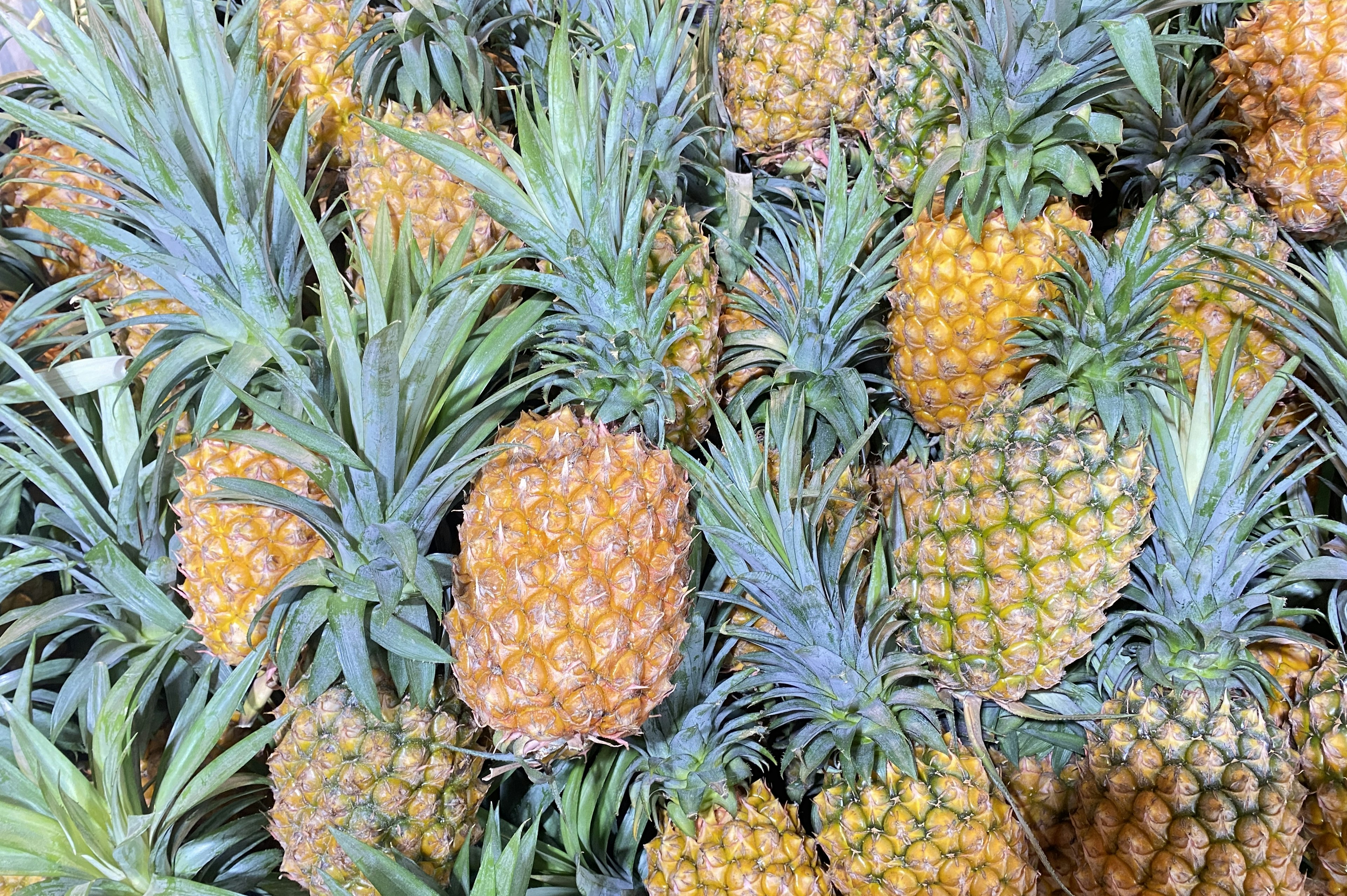 A collection of pineapples with yellow fruits and green leaves arranged together