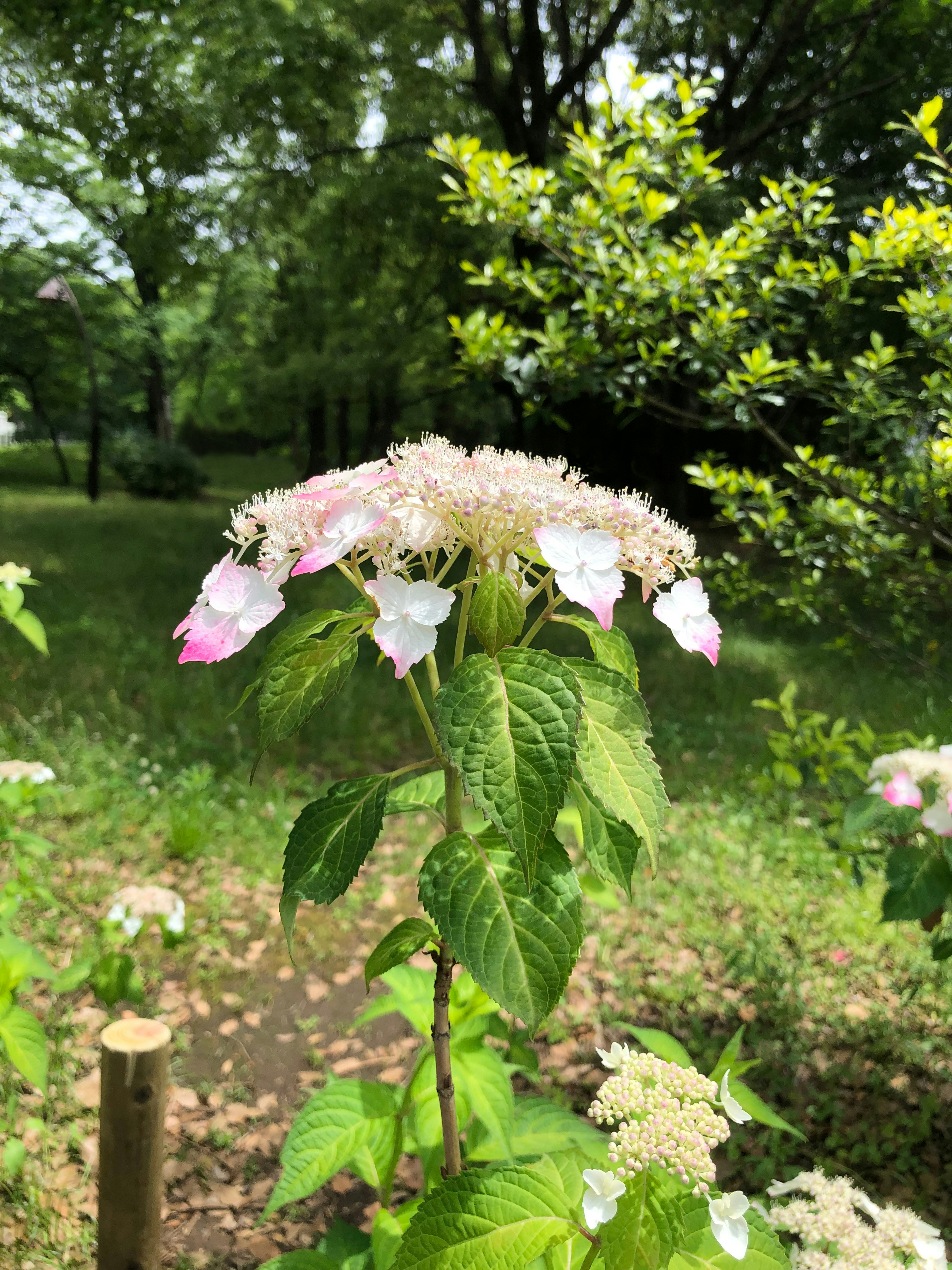 Acercamiento de una flor de hortensia rosa y blanca contra un fondo verde