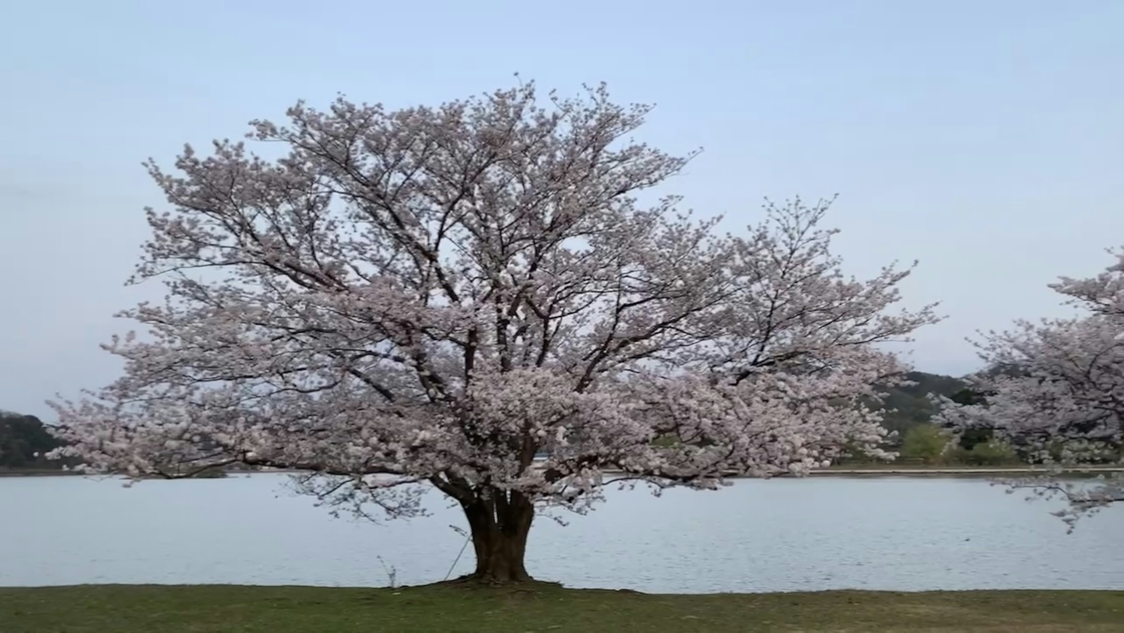 A cherry blossom tree in full bloom near a lake