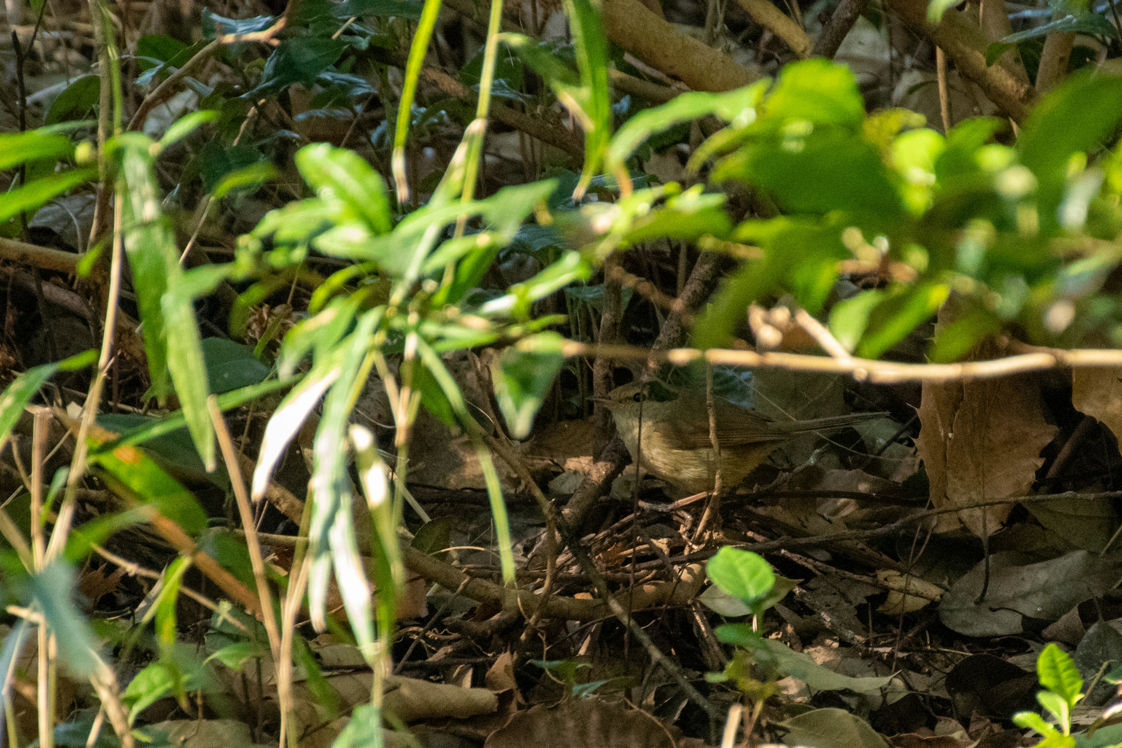 Ein kleines Tier, das sich zwischen grünen Blättern und Gras versteckt