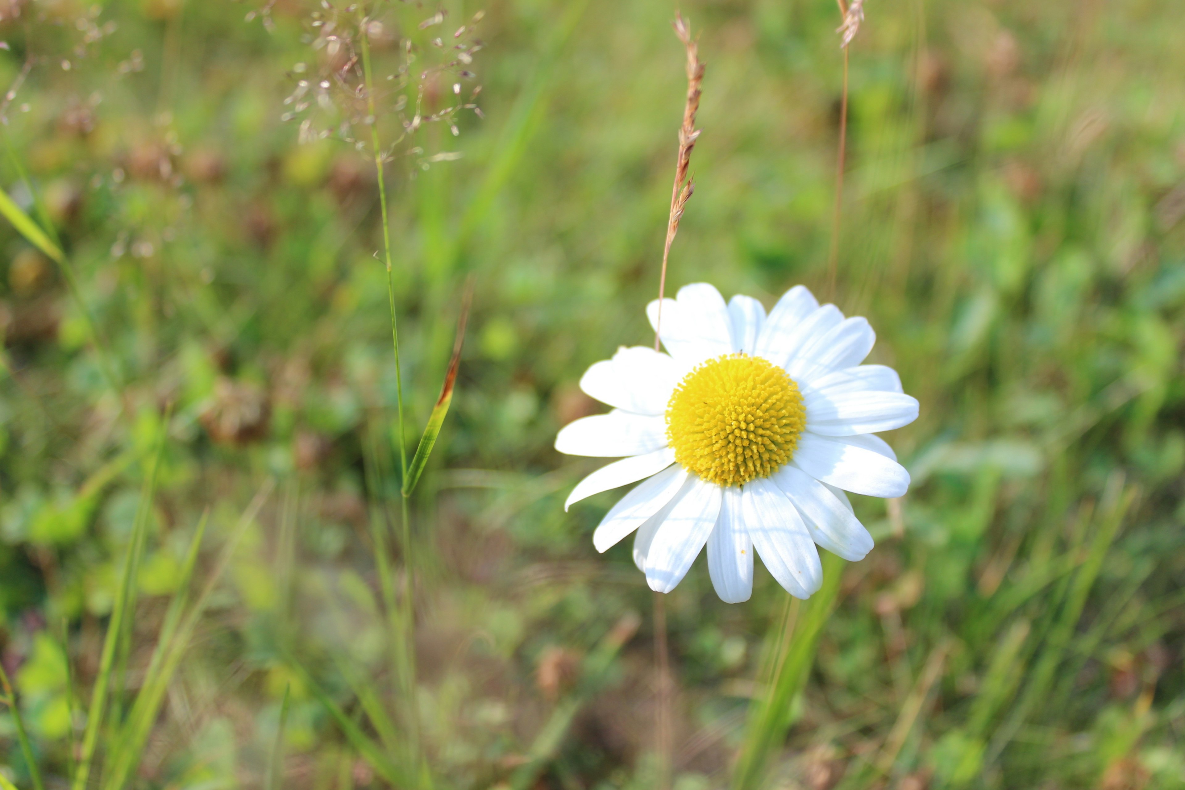 Gänseblümchen mit weißen Blütenblättern und gelbem Zentrum umgeben von grünem Gras