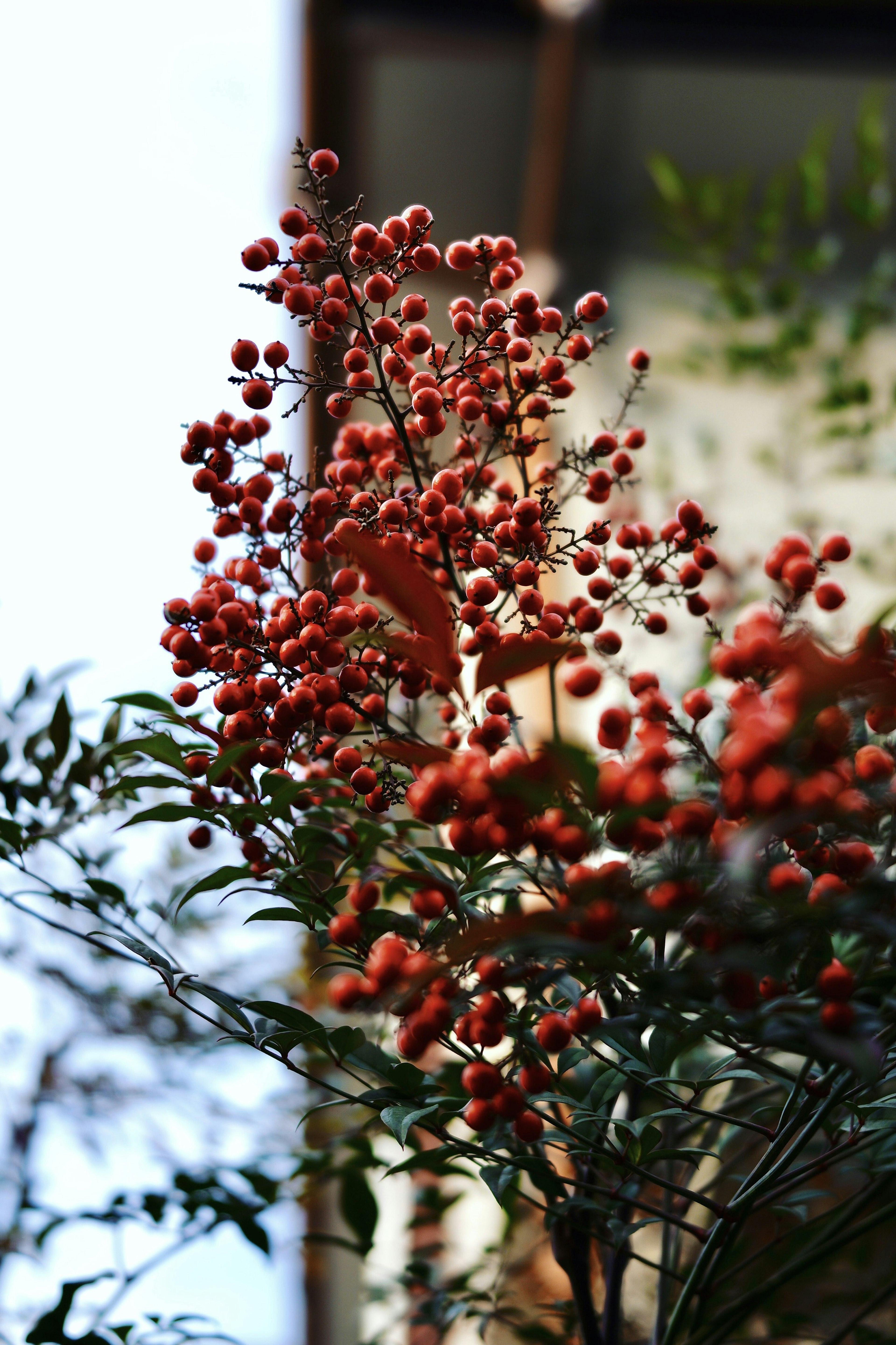 กิ่งก้านที่มีผลเบอร์รี่สีแดงและใบเขียว