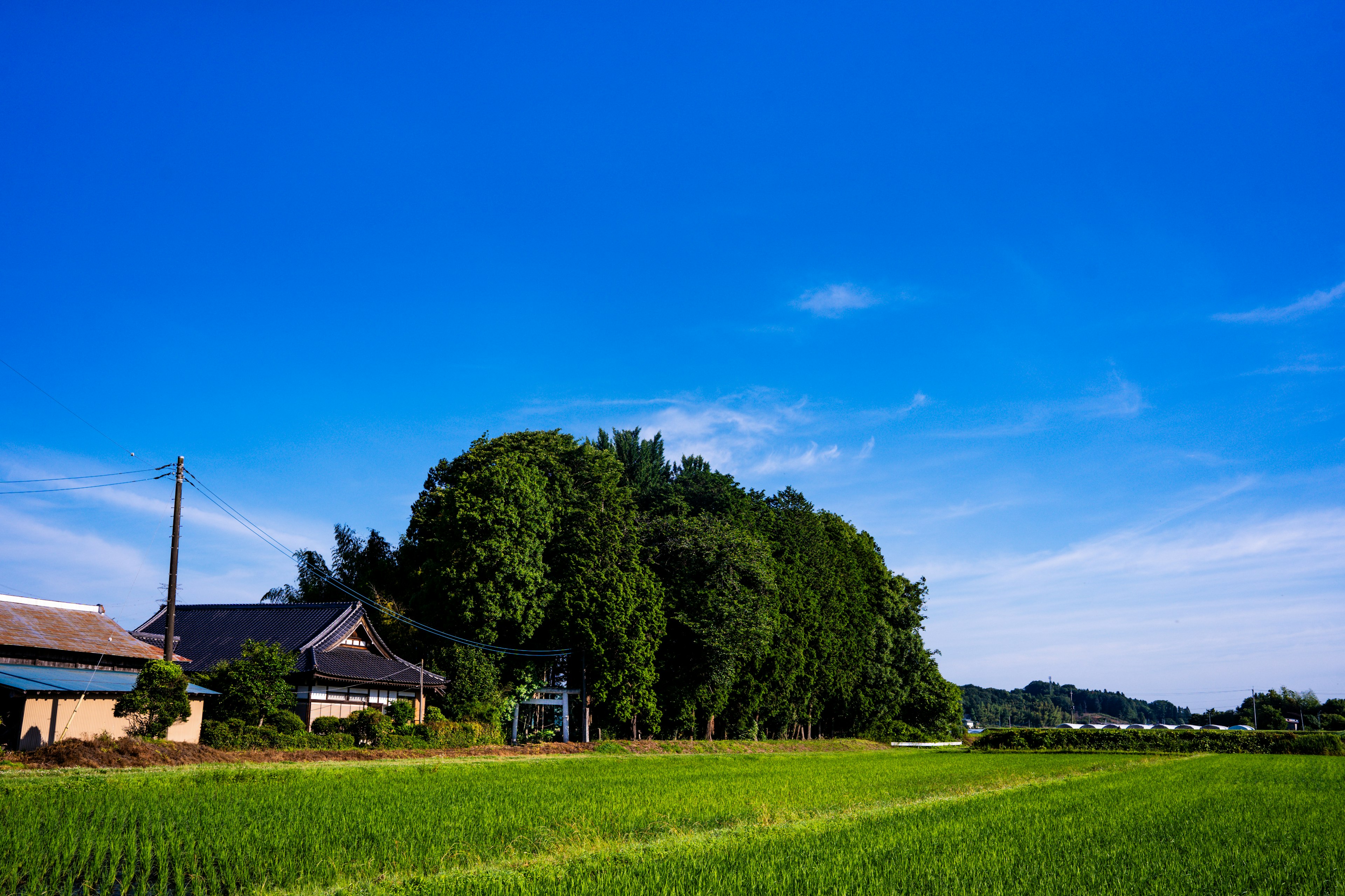 青空の下に広がる田んぼと家々の風景