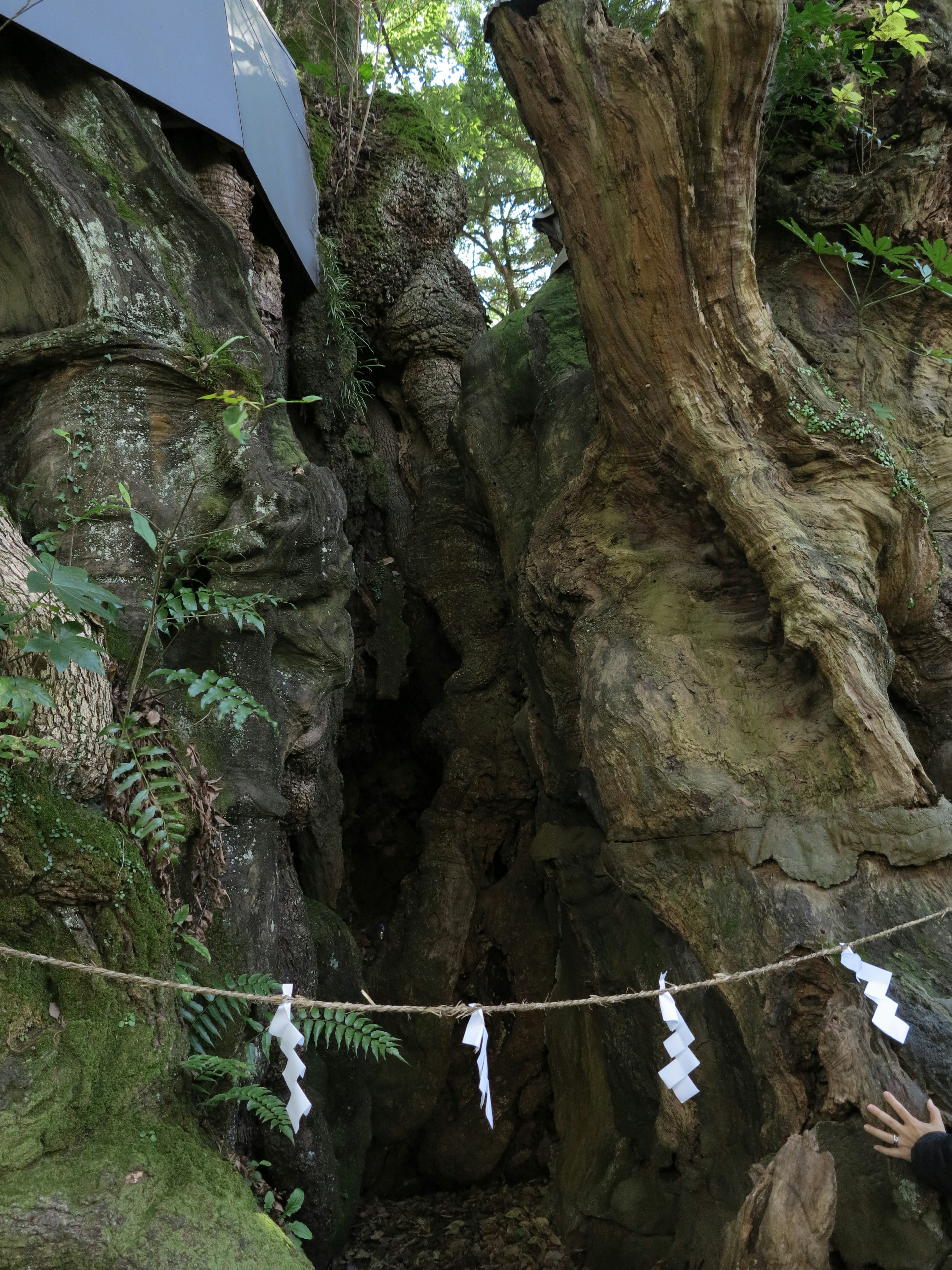 岩と緑の植物に囲まれた神聖な場所に白い紙の飾りが吊るされている