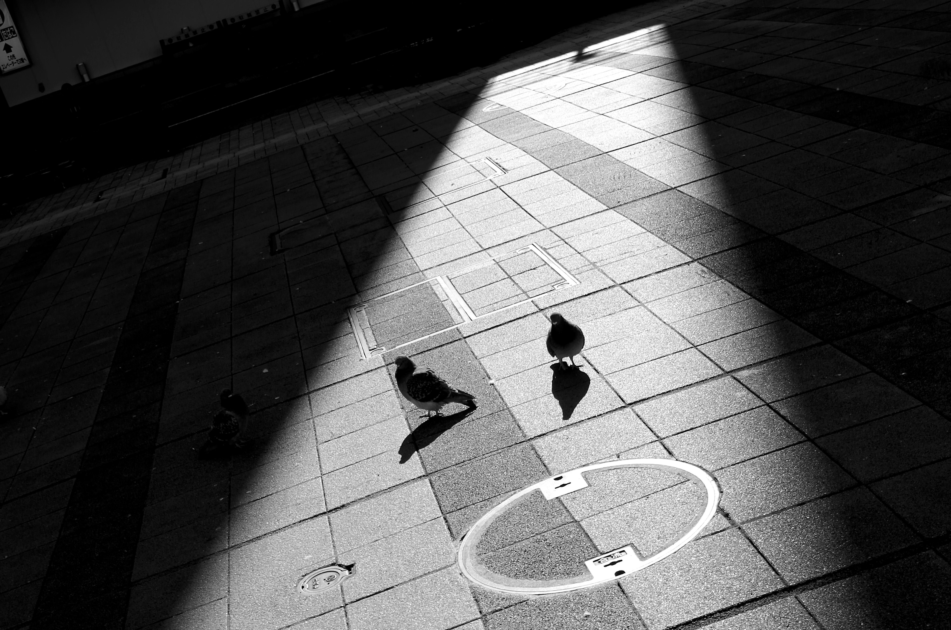 Two pigeons casting shadows in a beam of light on pavement tiles