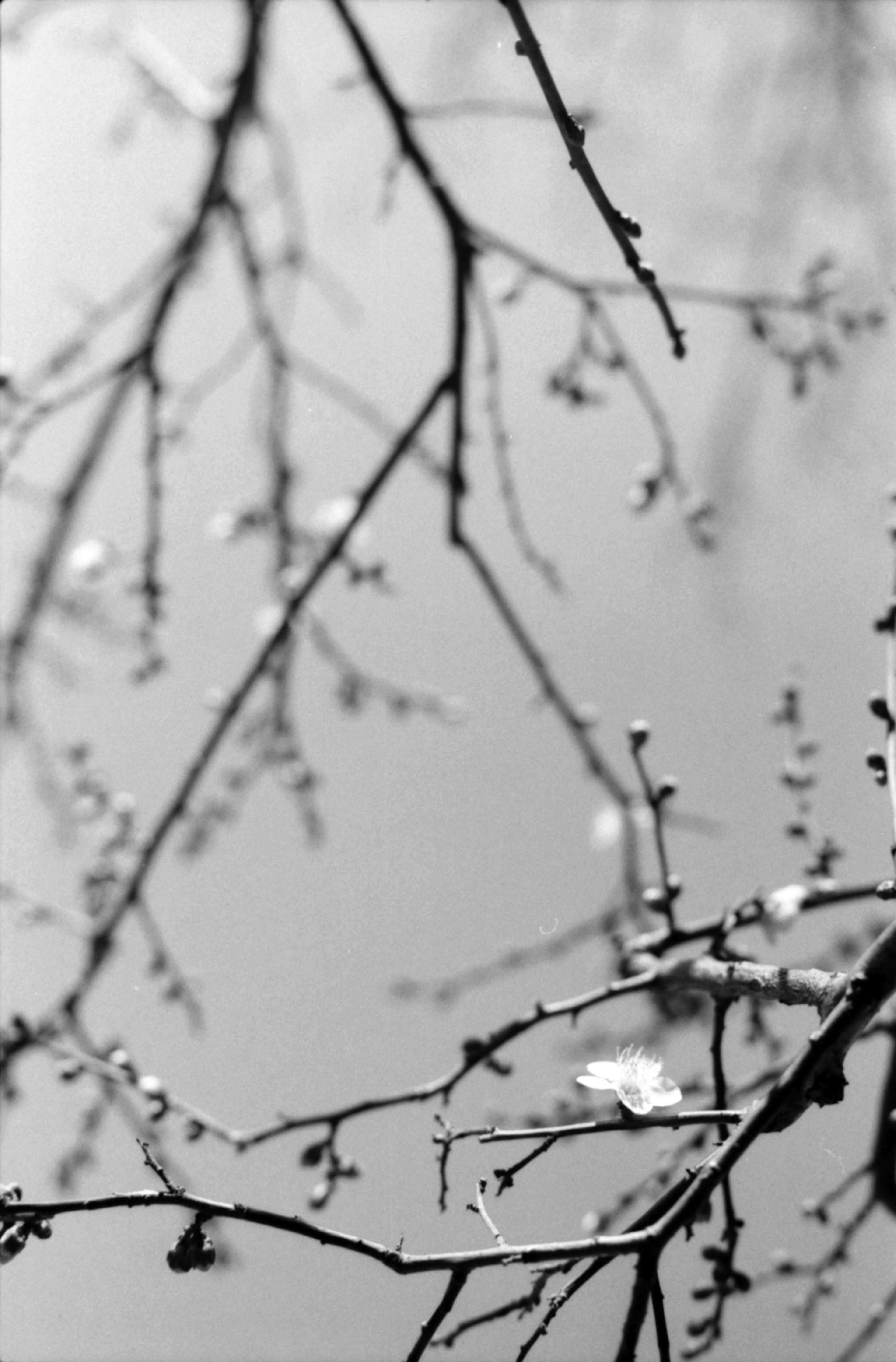 Thin branches with flower buds against a black and white background