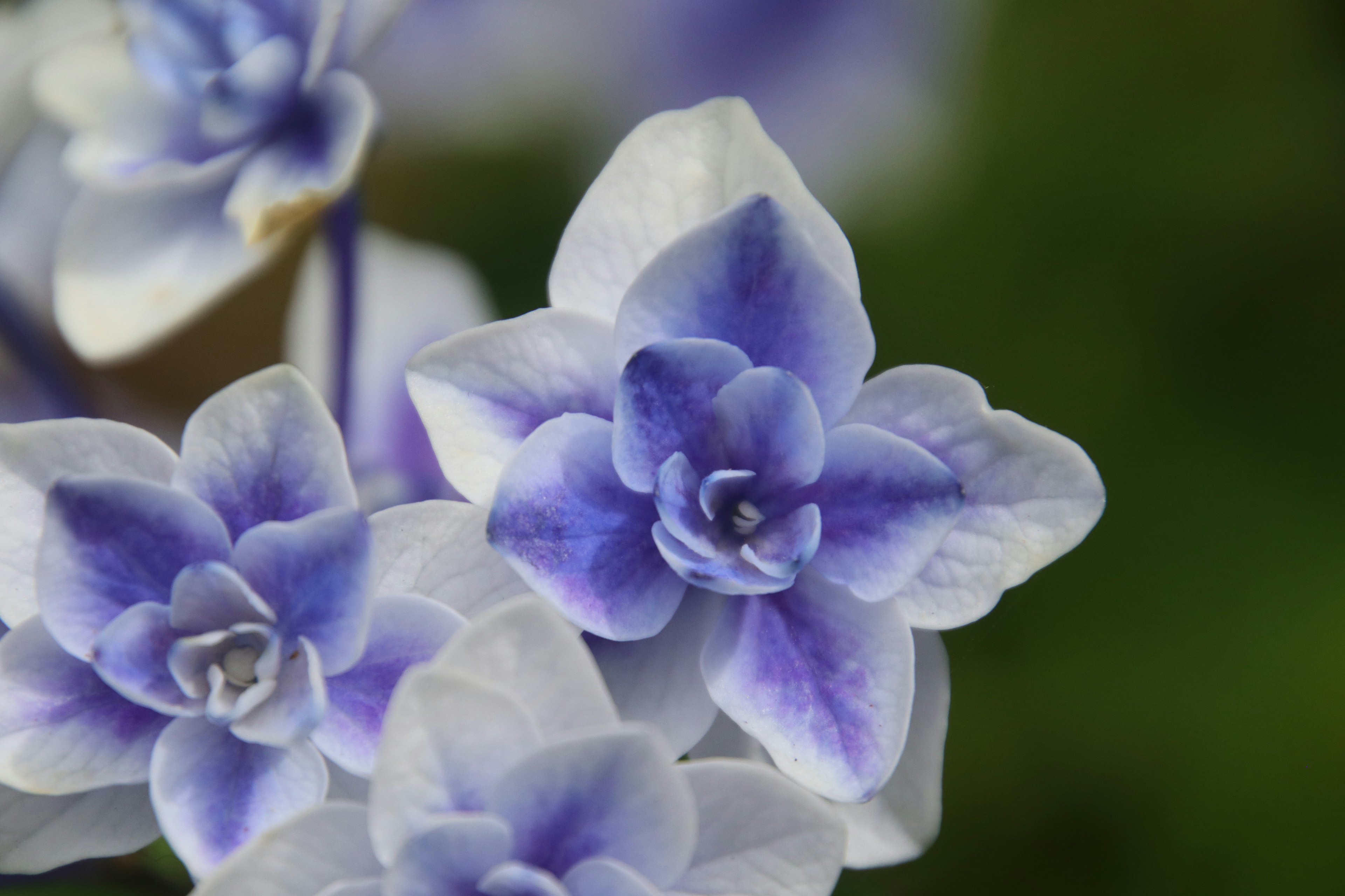 Gros plan de fleurs délicates violettes et blanches