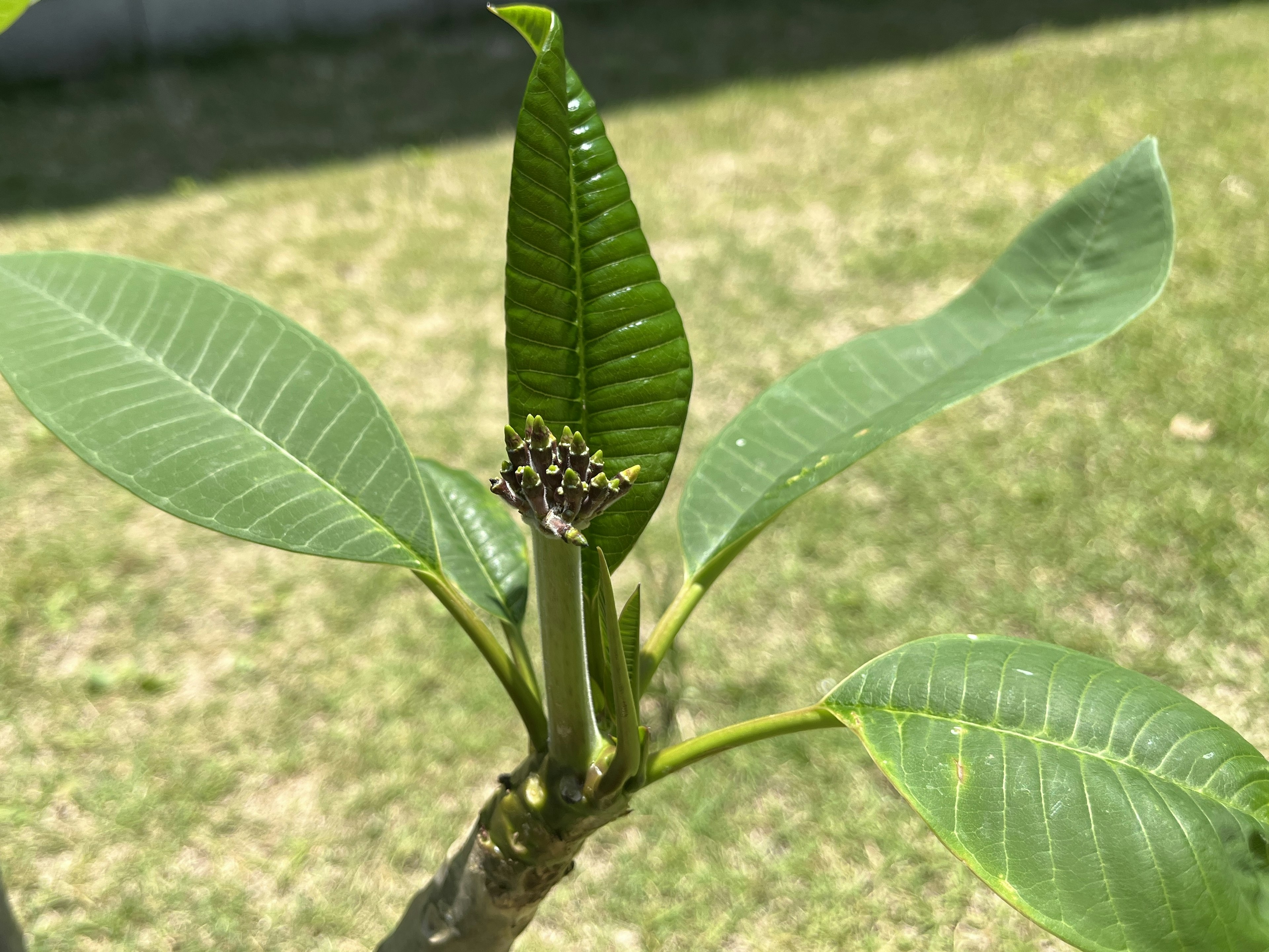 Close-up of a plant's new shoot with lush green leaves