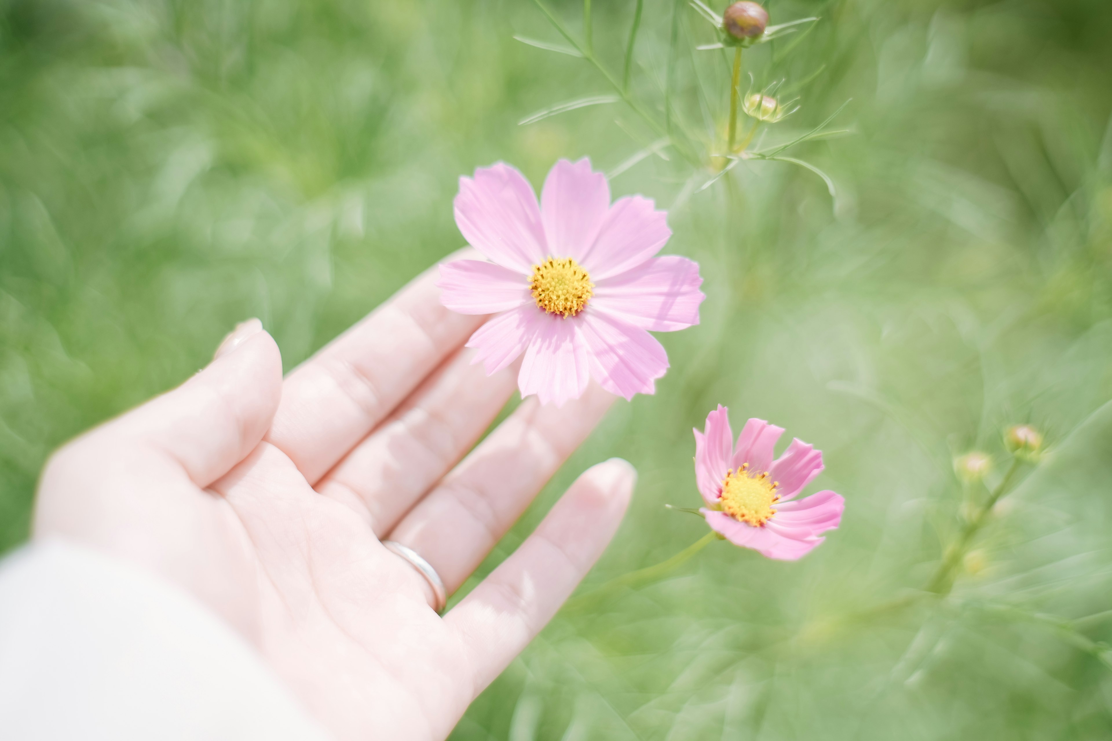 手のひらに触れるピンクの花と背景の緑