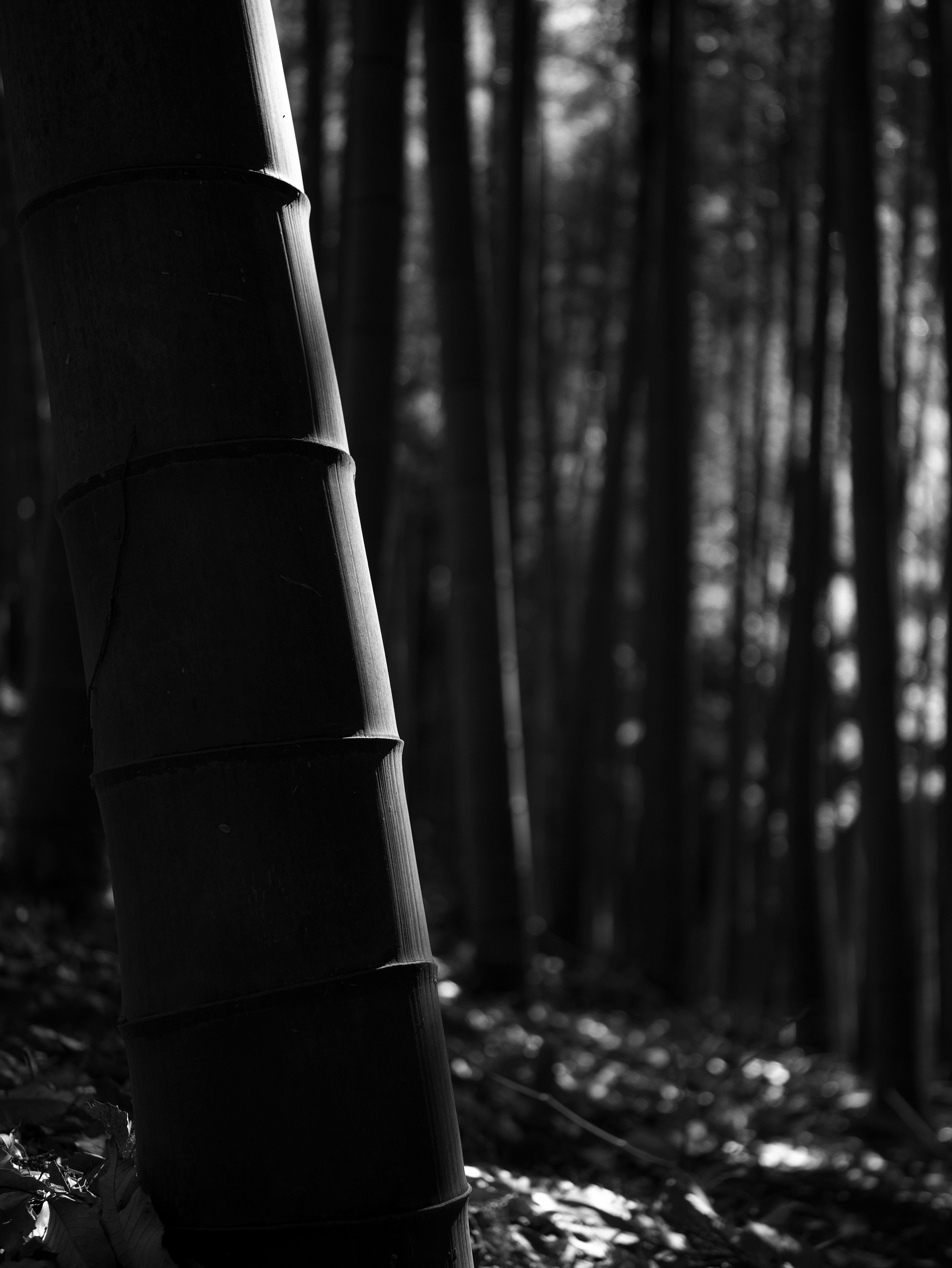 A black bamboo trunk with a blurred forest background