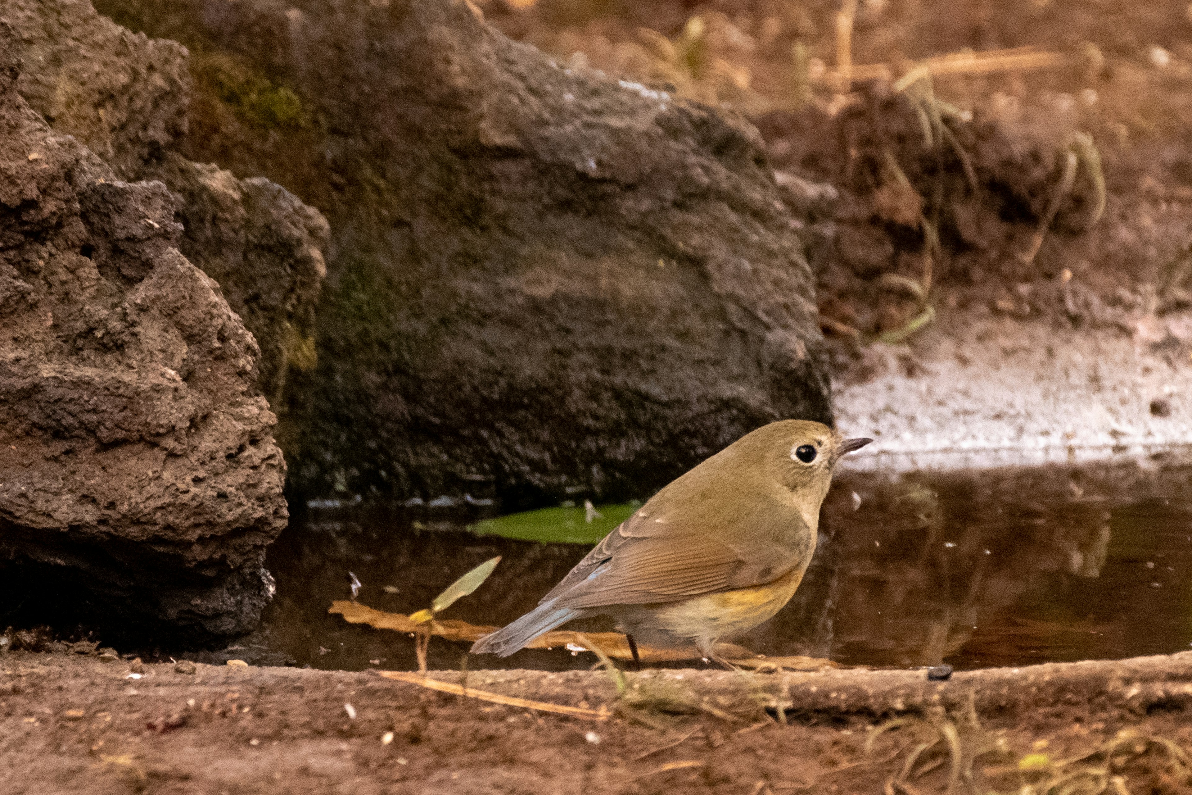 小さな鳥が水たまりのそばに立っている様子が描かれている