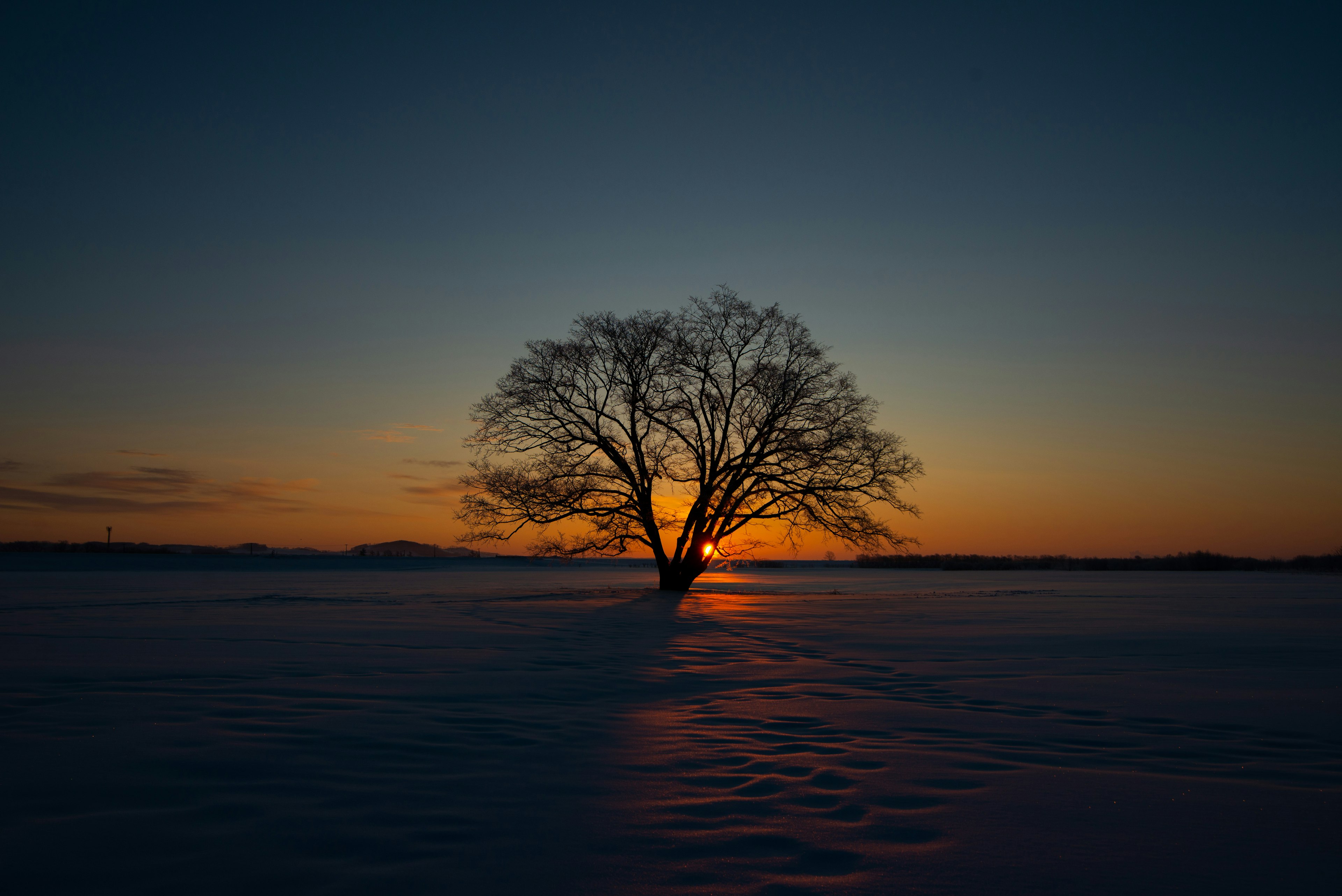 雪に覆われた大地に立つ木と夕日が美しいシルエットを描く