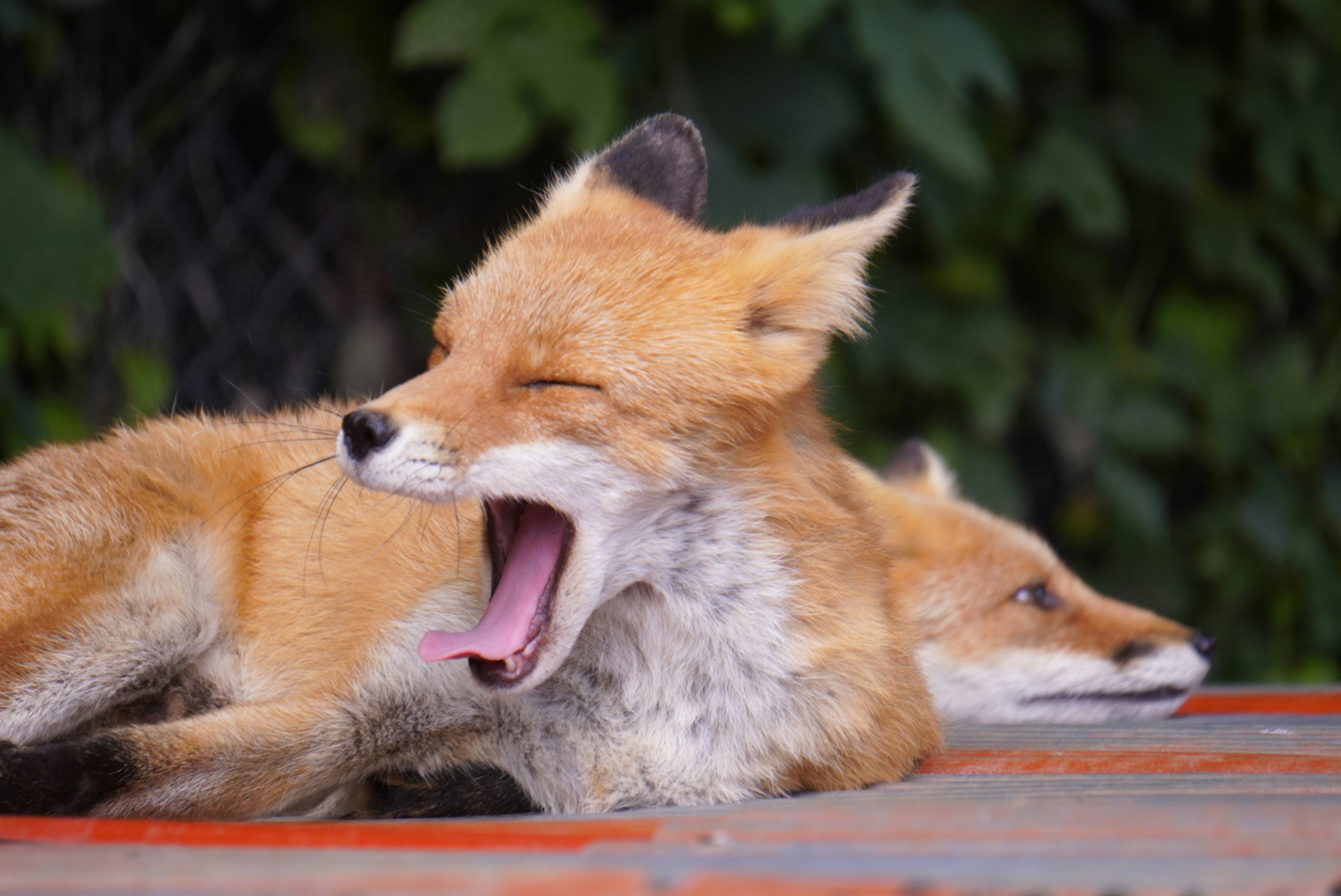 二匹のキツネが横たわっている 一匹は大きくあくびをしている