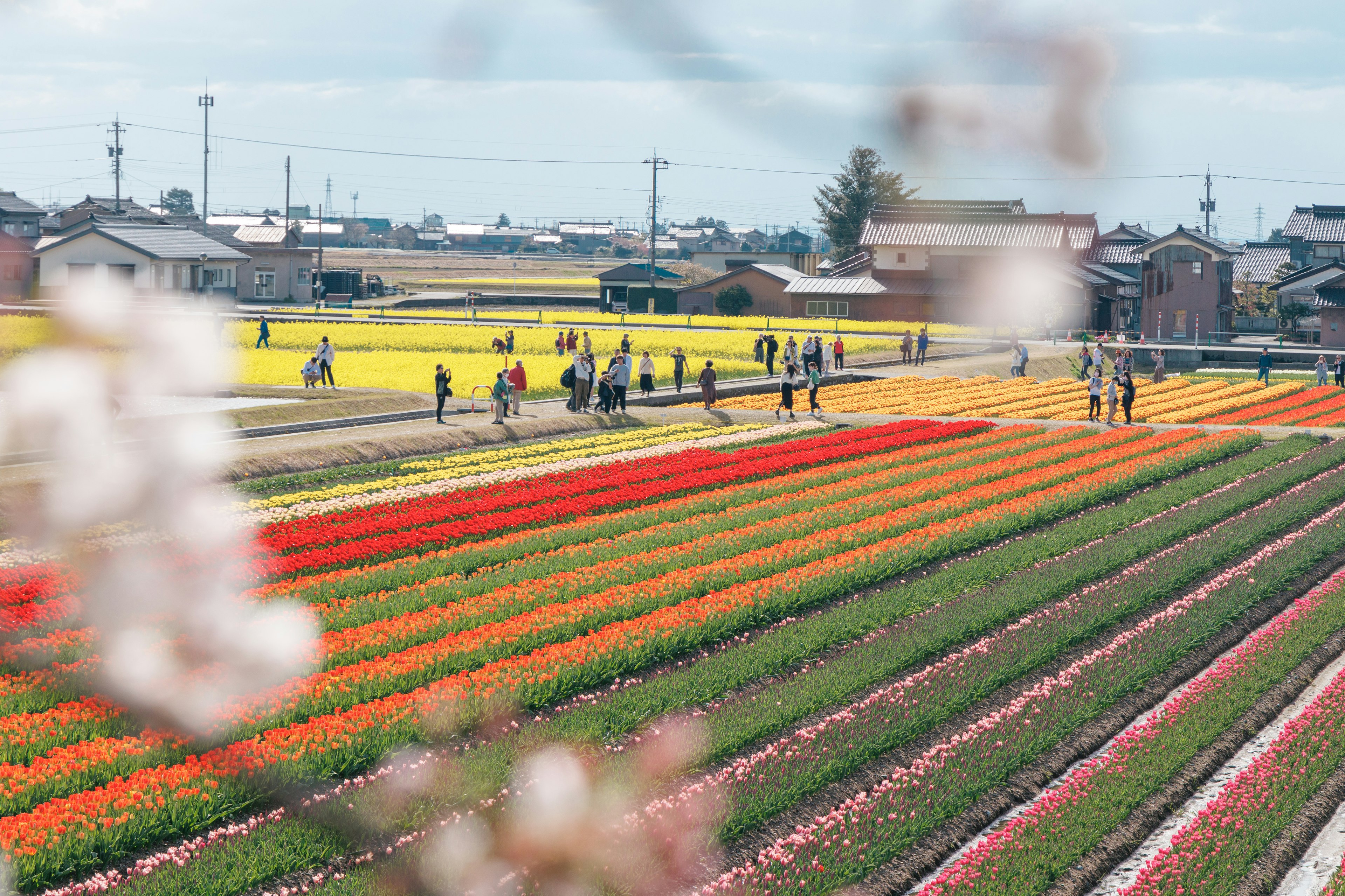 Kebun tulip berwarna-warni dengan pengunjung yang menikmati pemandangan